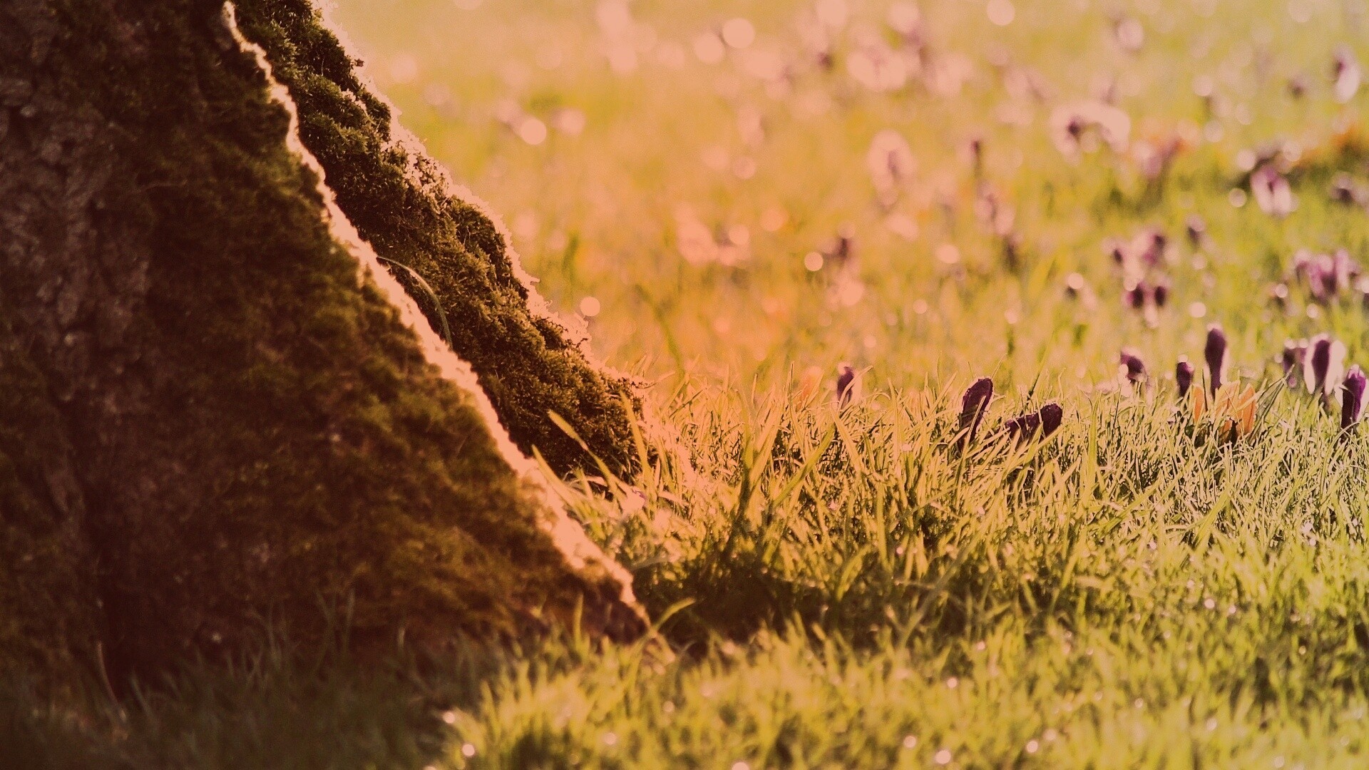 Дерево в траве обои