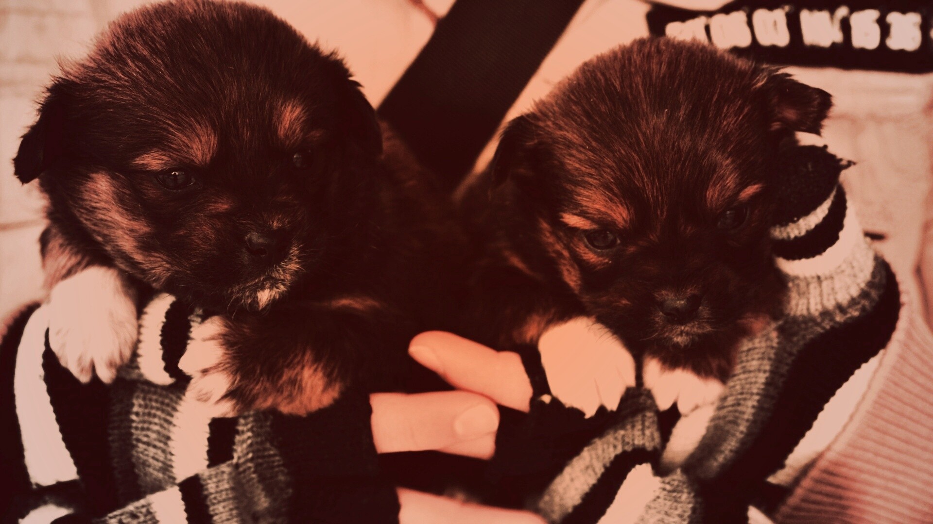 Два коричневых щенка обои