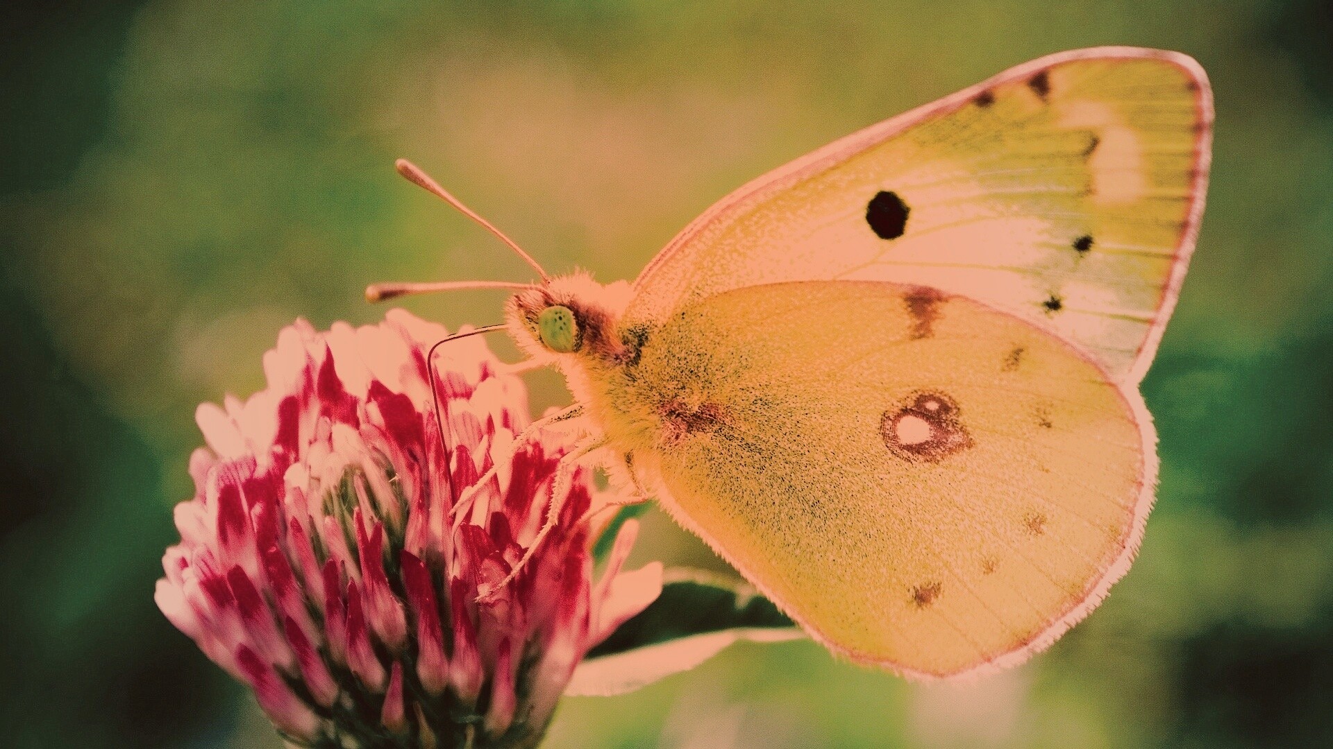 Бабочка на клевере обои