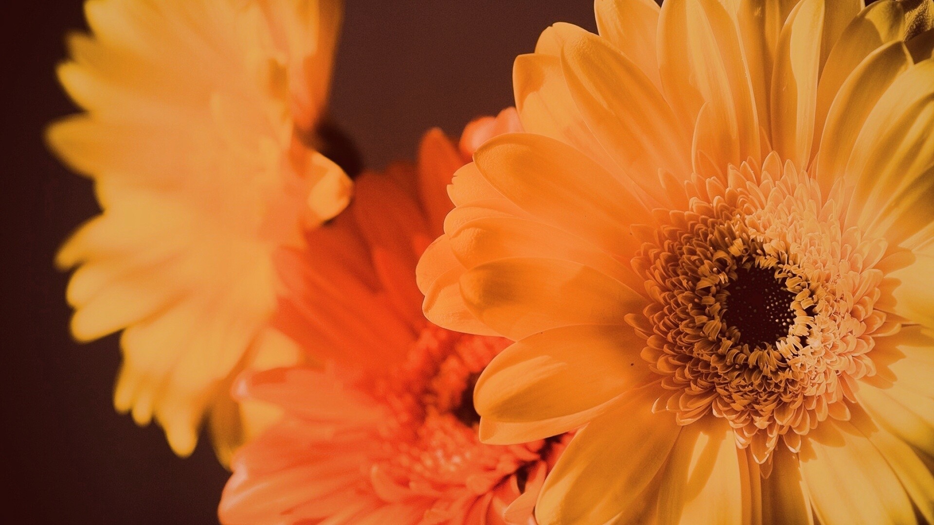 Желтый гербер обои