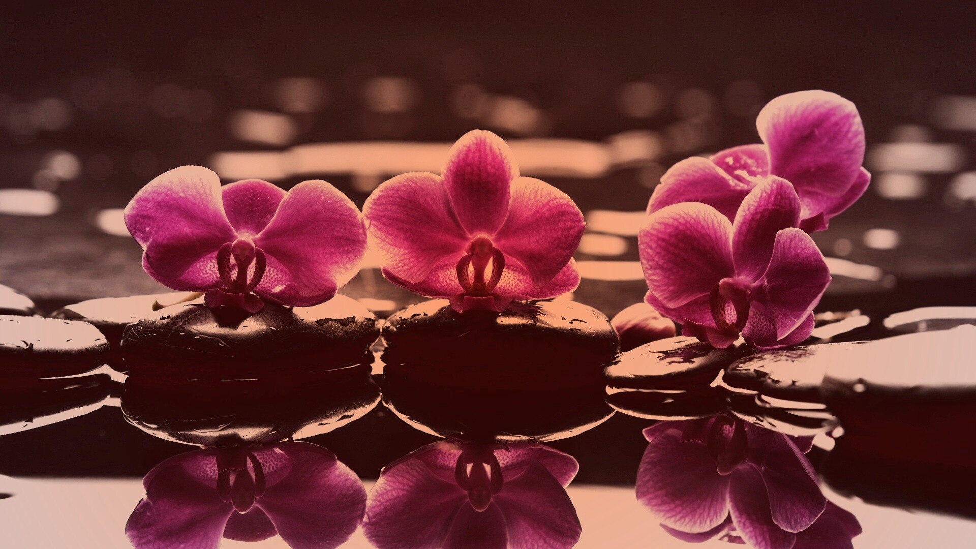 Орхидеи на камнях обои