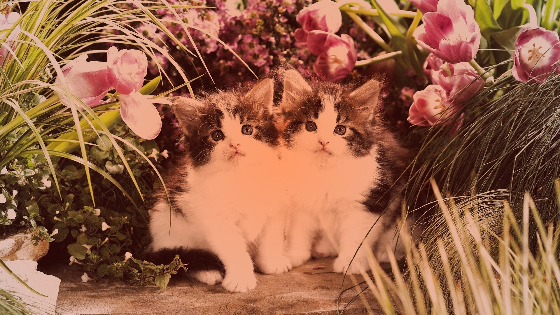 Котята в цветах обои