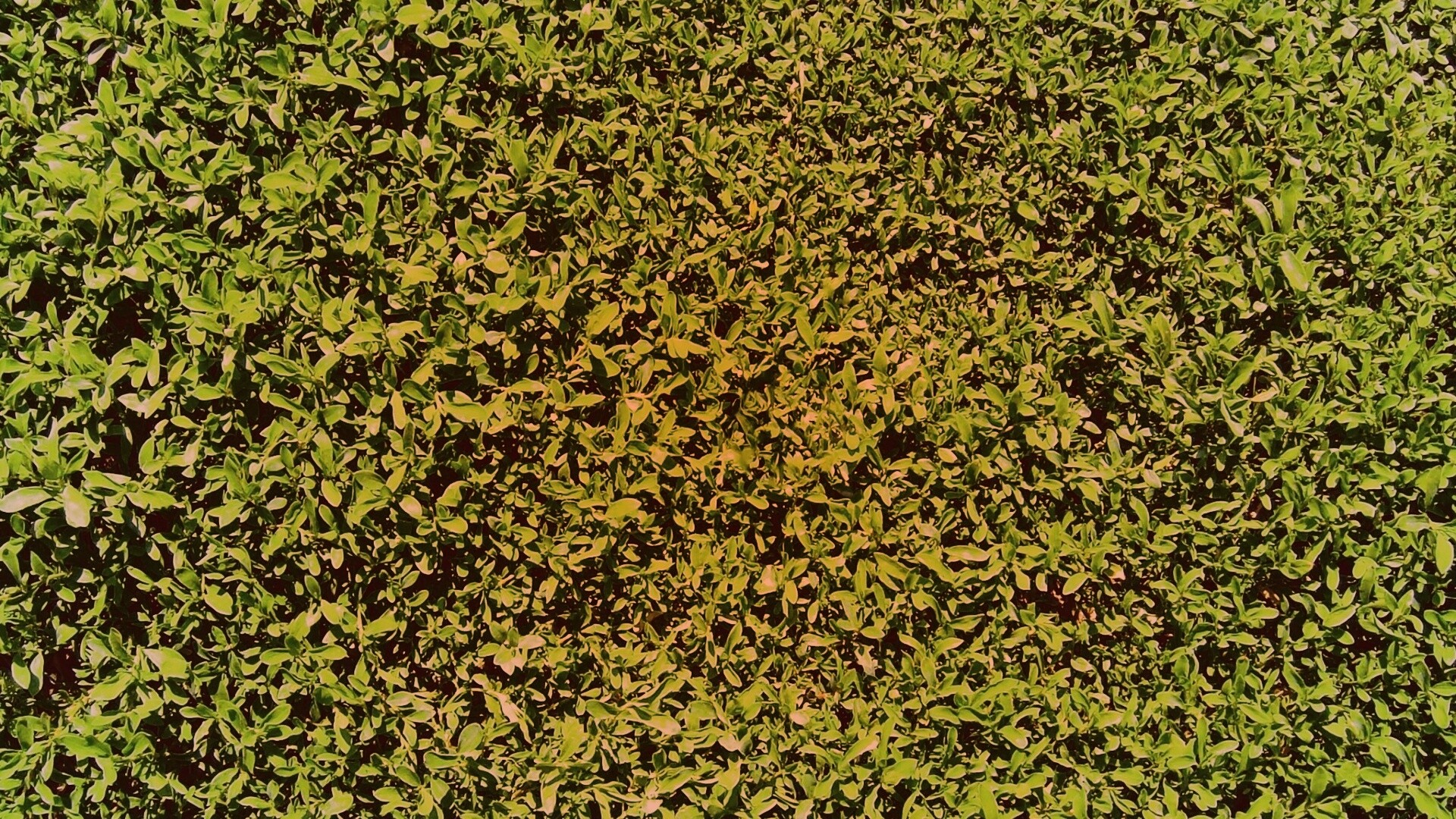 Чайные листья обои