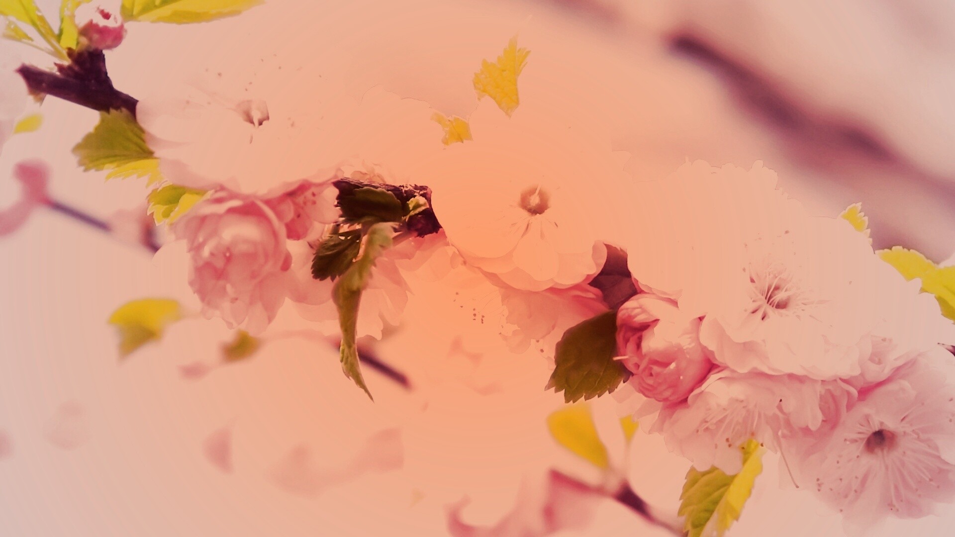 Ветка с цветами обои