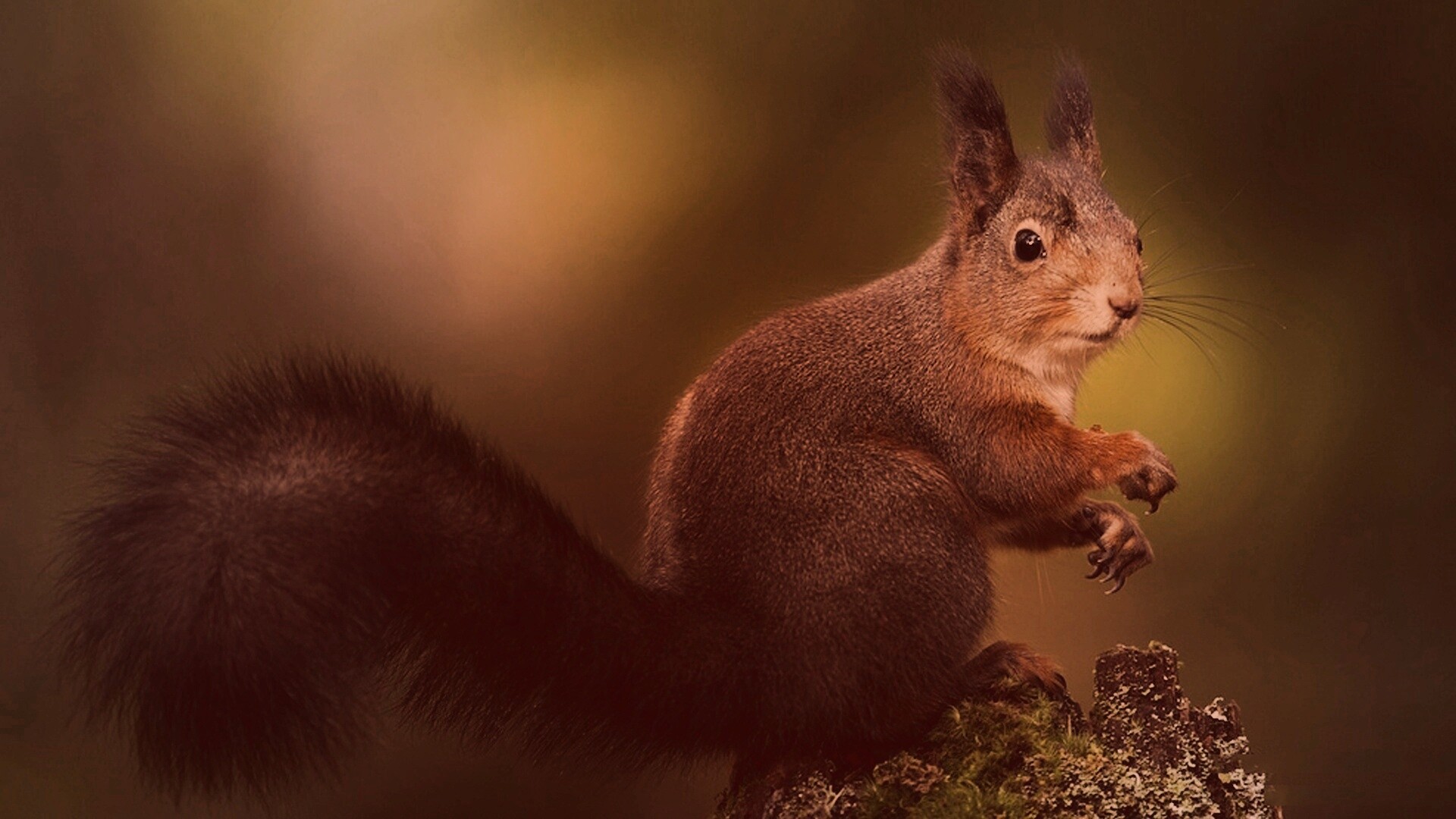 Белку застали врасплох обои