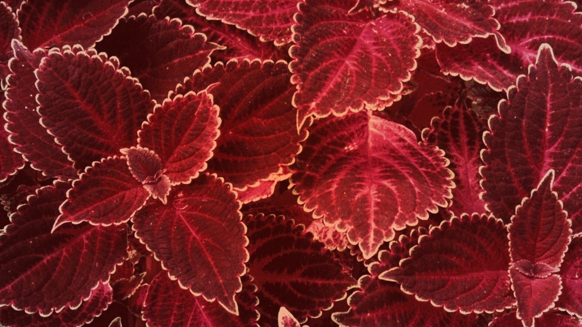 Красные листья обои