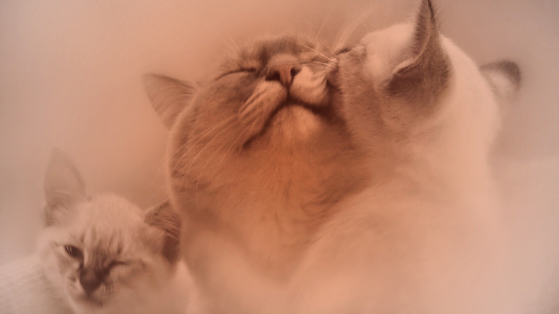 Котята с мамой обои