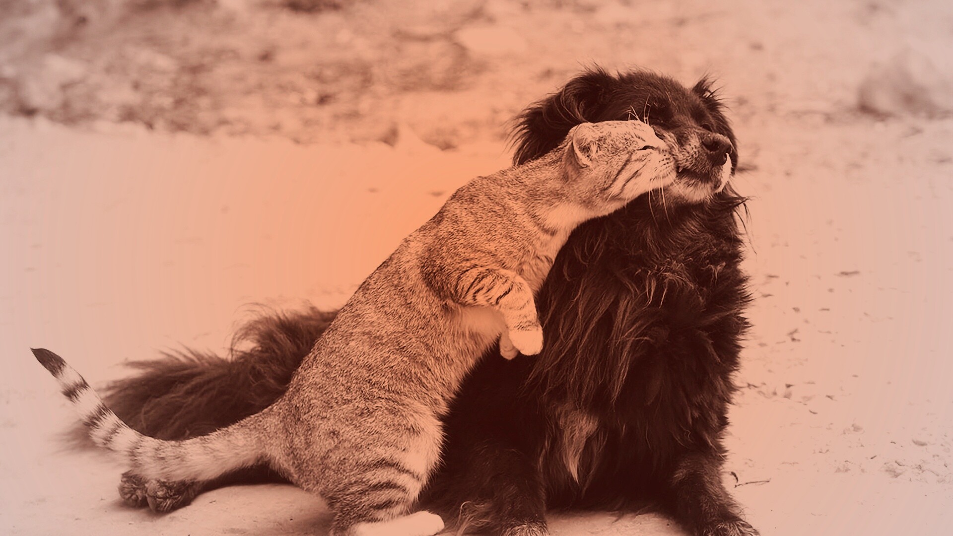 Поцелуй кошки и собаки обои