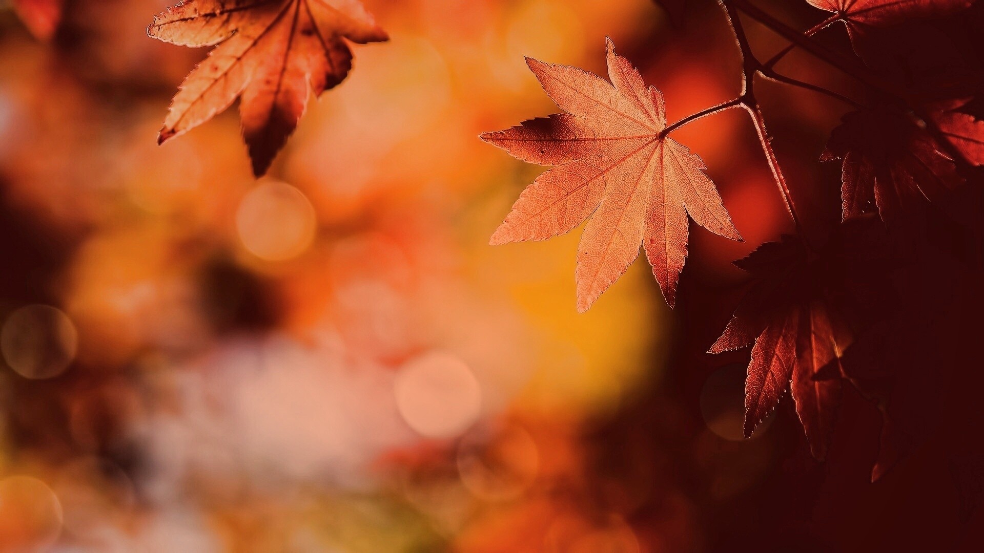 Осенние листья обои