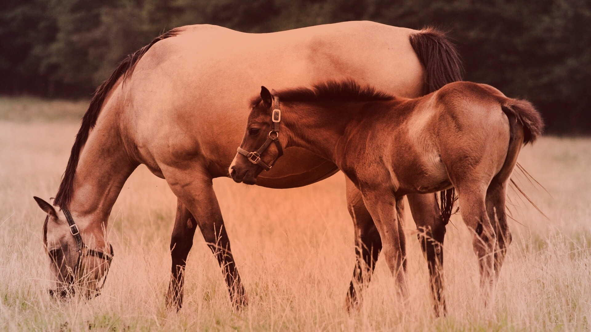 Жеребенок и беременная кобыла обои