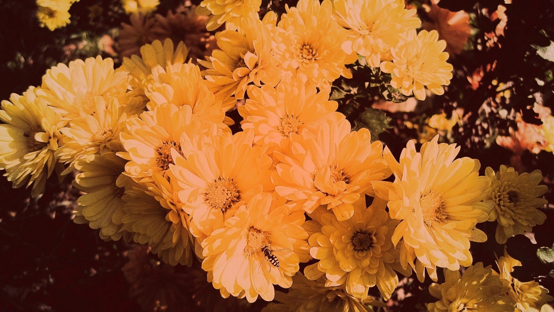 Оса на желтых герберах обои