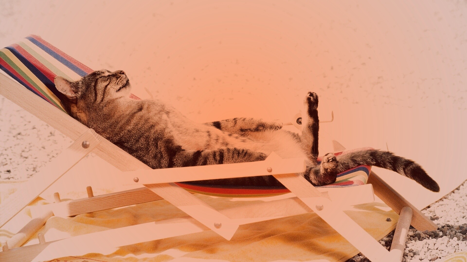 Кот в отпуске обои