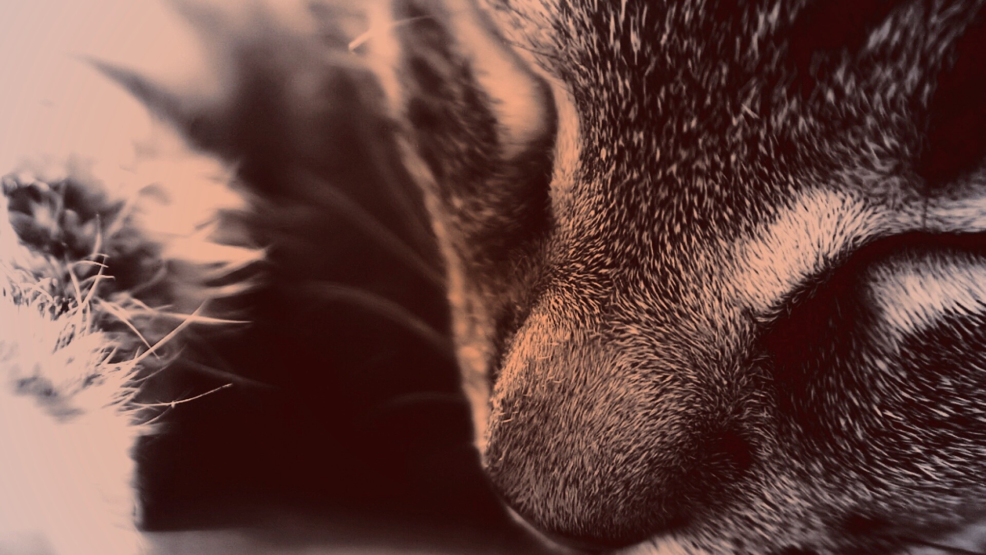 Мордочка кота обои