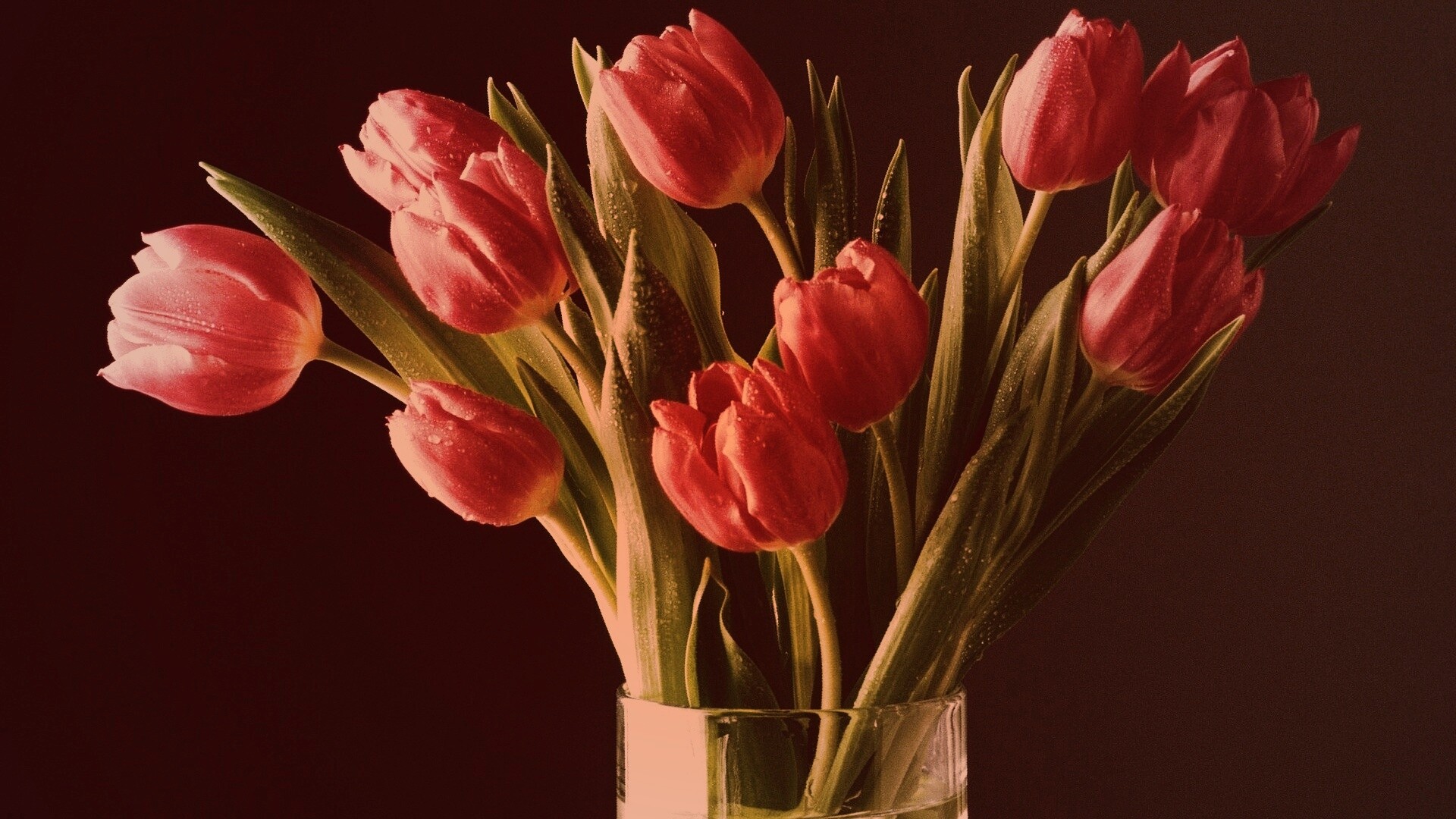 Букет тюльпанов обои