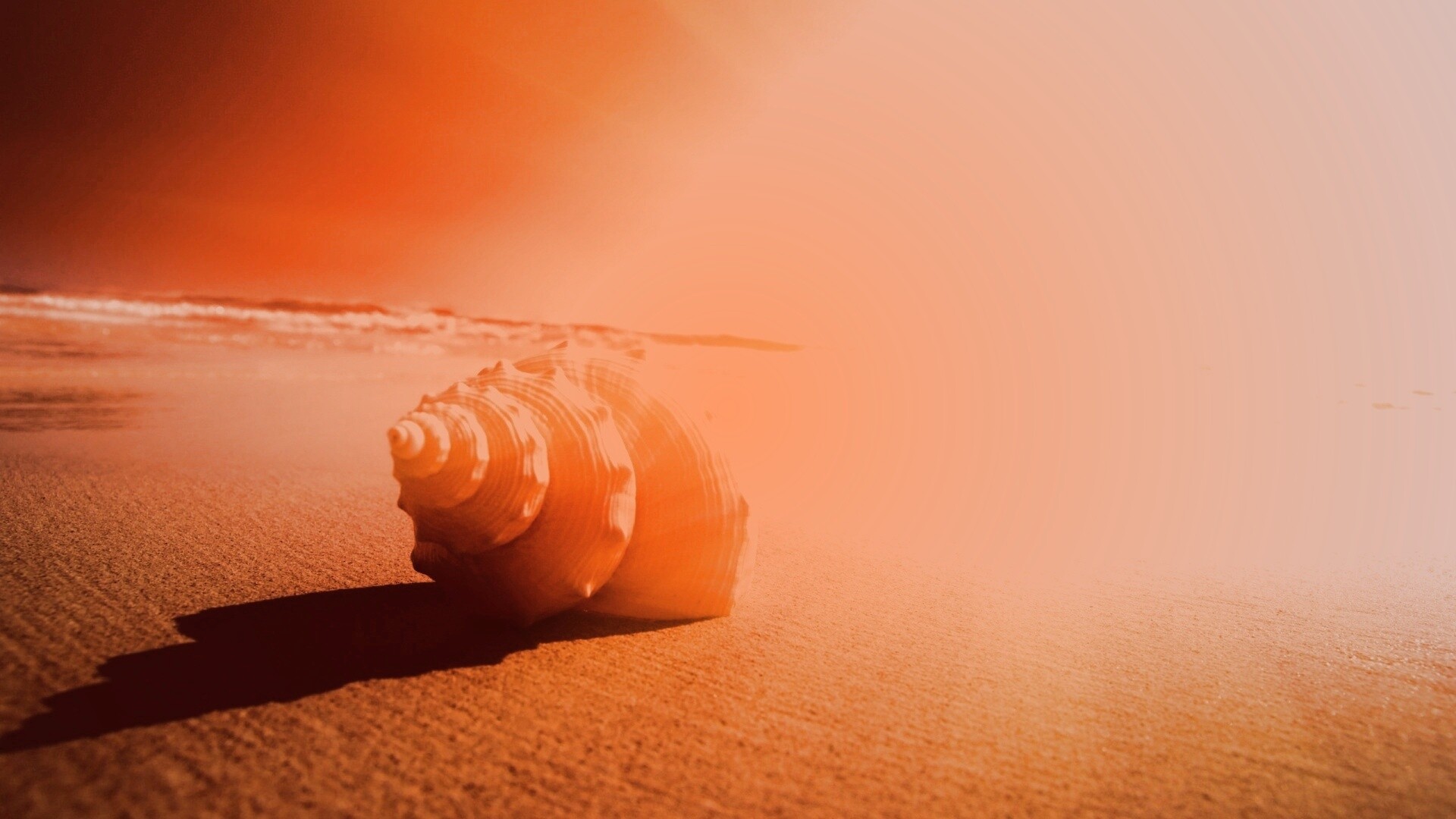 Золотистая ракушка обои