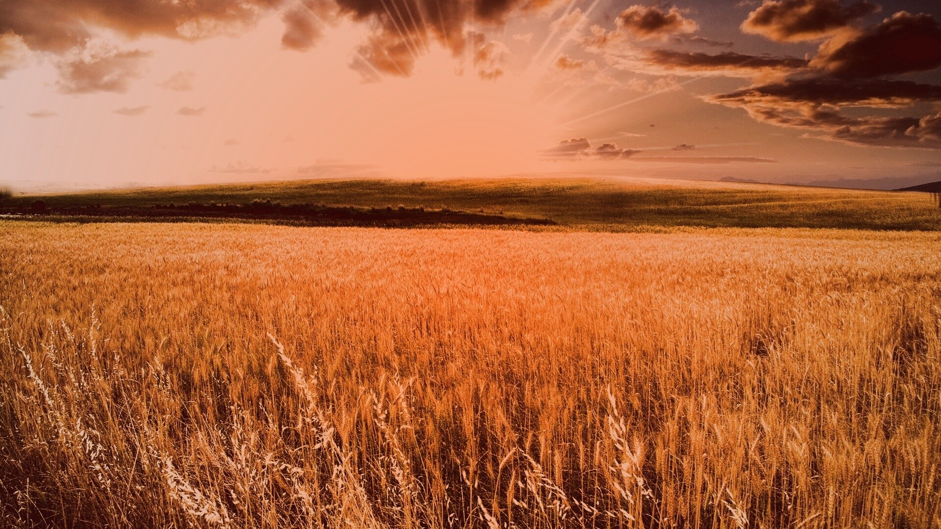 Восход над пшеничным полем обои