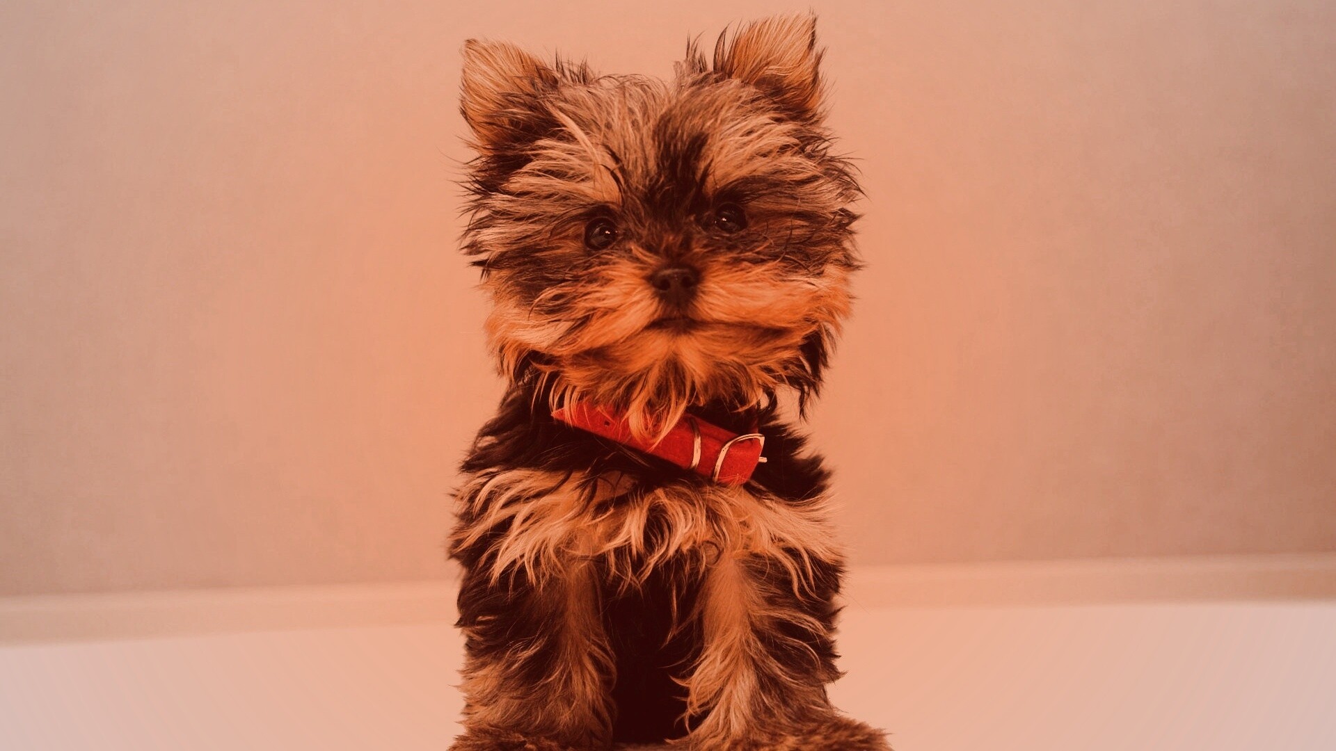 Щенок в красном ошейнике обои
