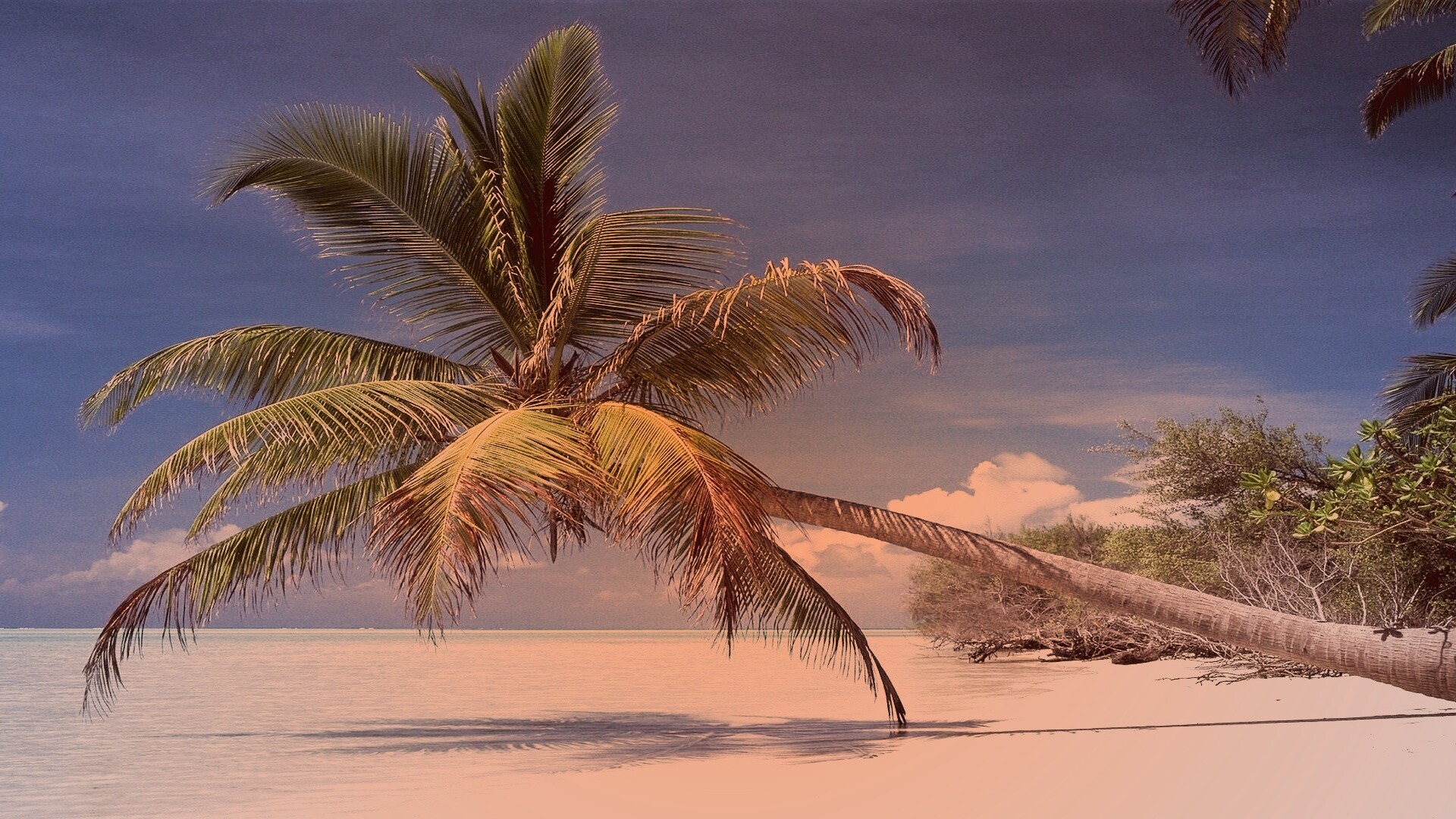 Пальма над водой обои