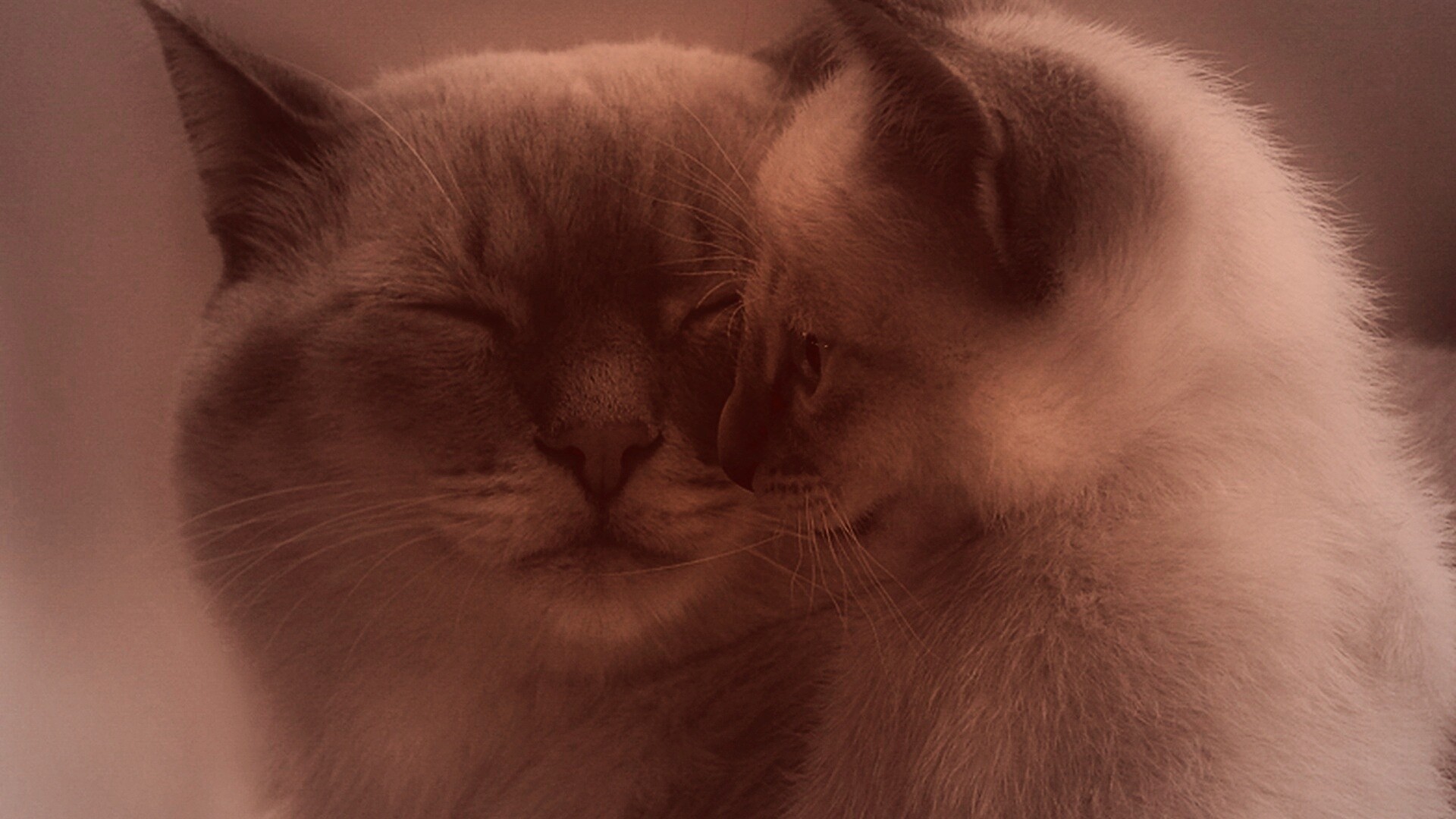 Кошка с котенком обои