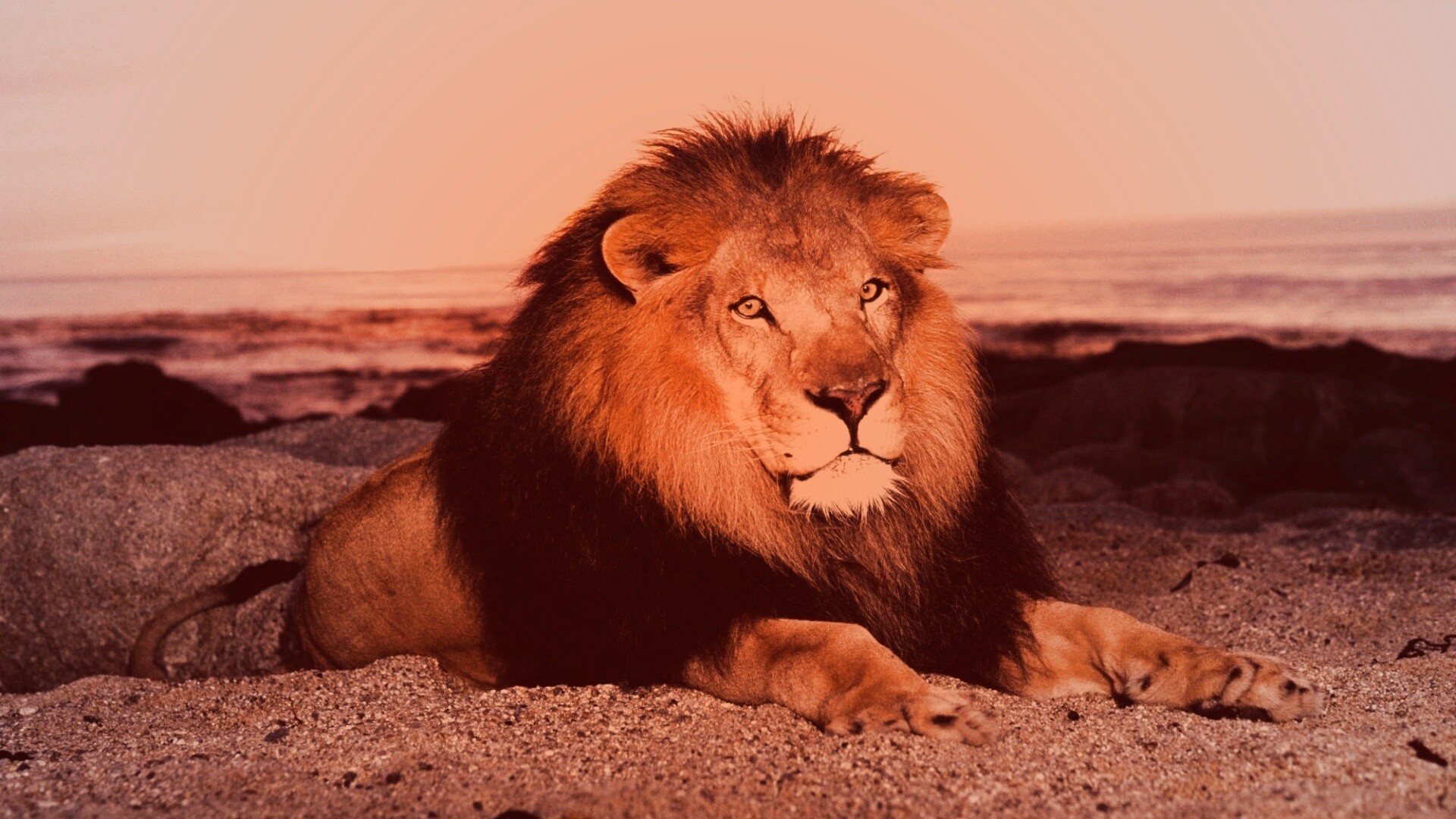 Лев на берегу океана обои