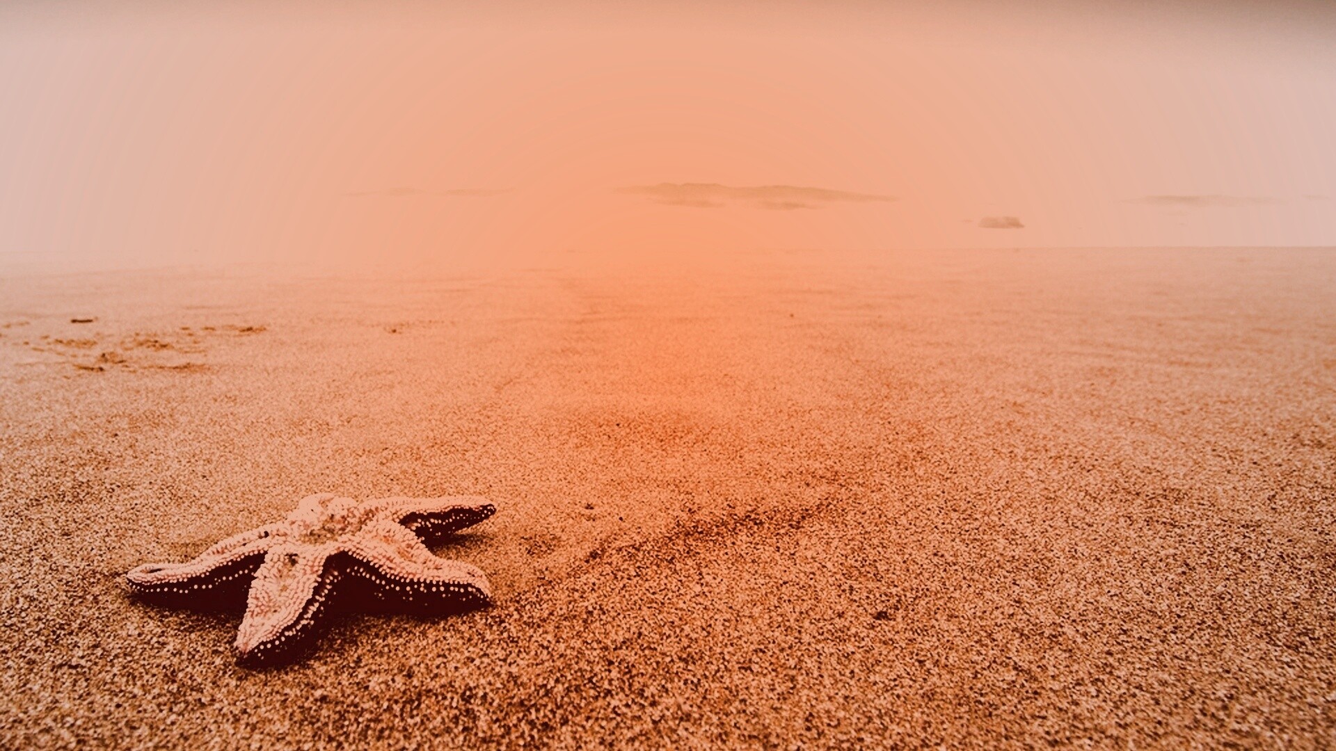 Морская звезда на бесконечном пляже обои