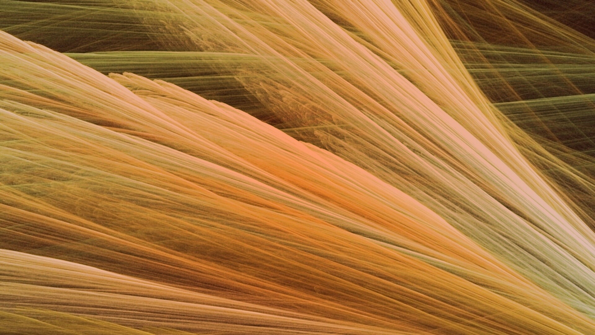 Прозрачные зеленоватые крылья обои