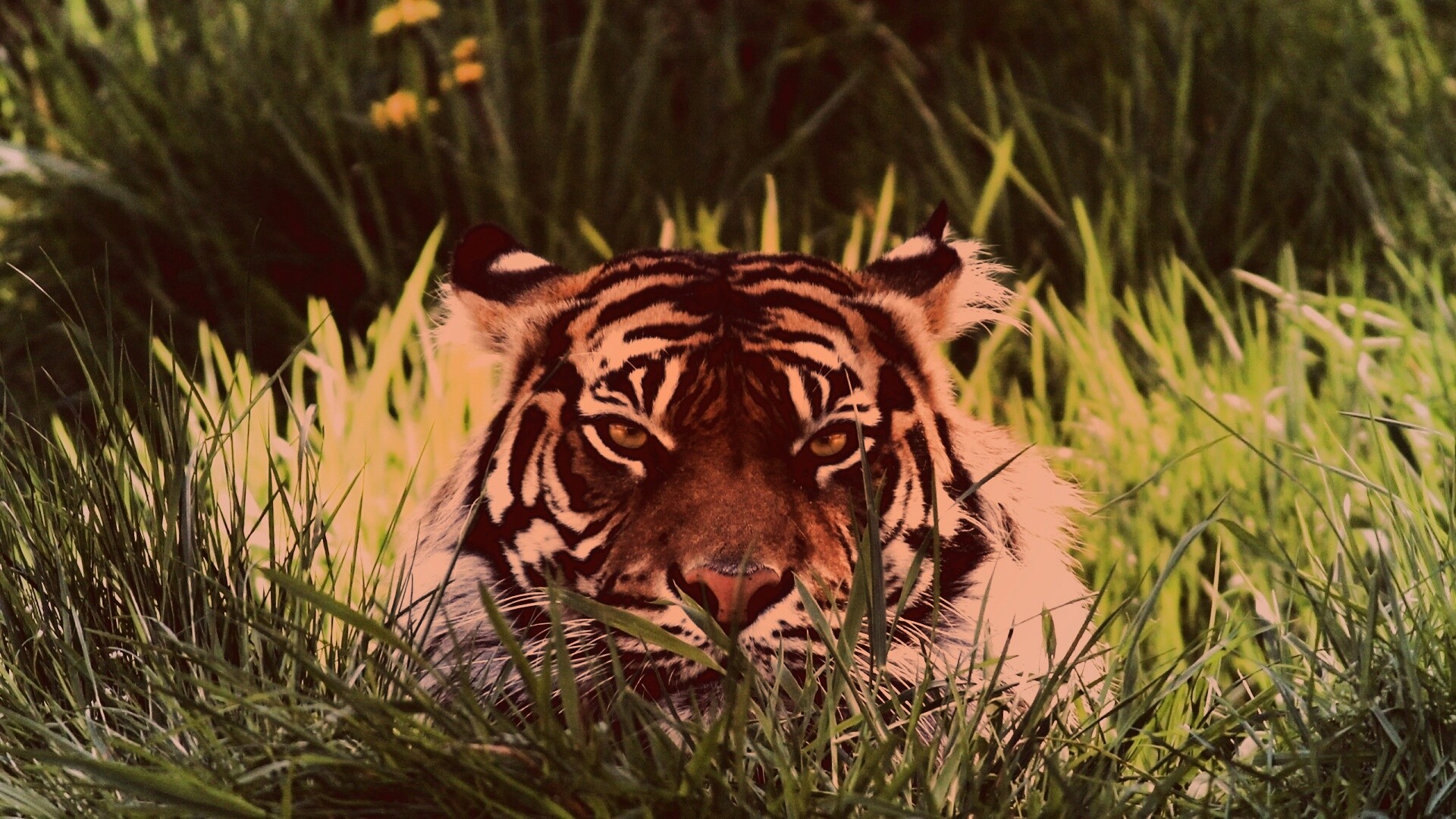 Морда тигра в траве обои