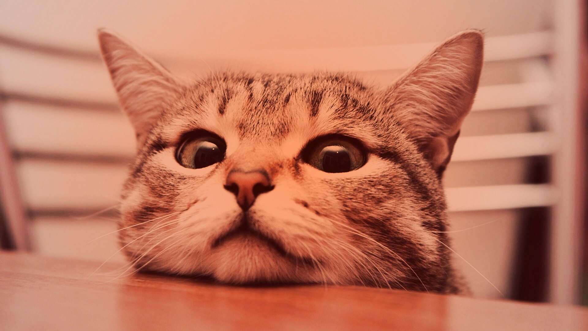 Любопытный котейка обои