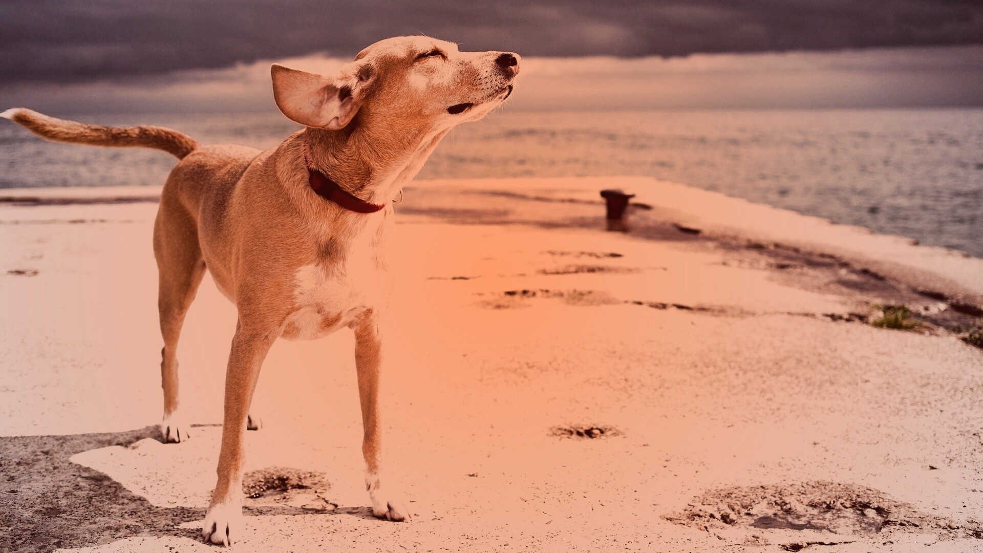 Собака на пирсе обои