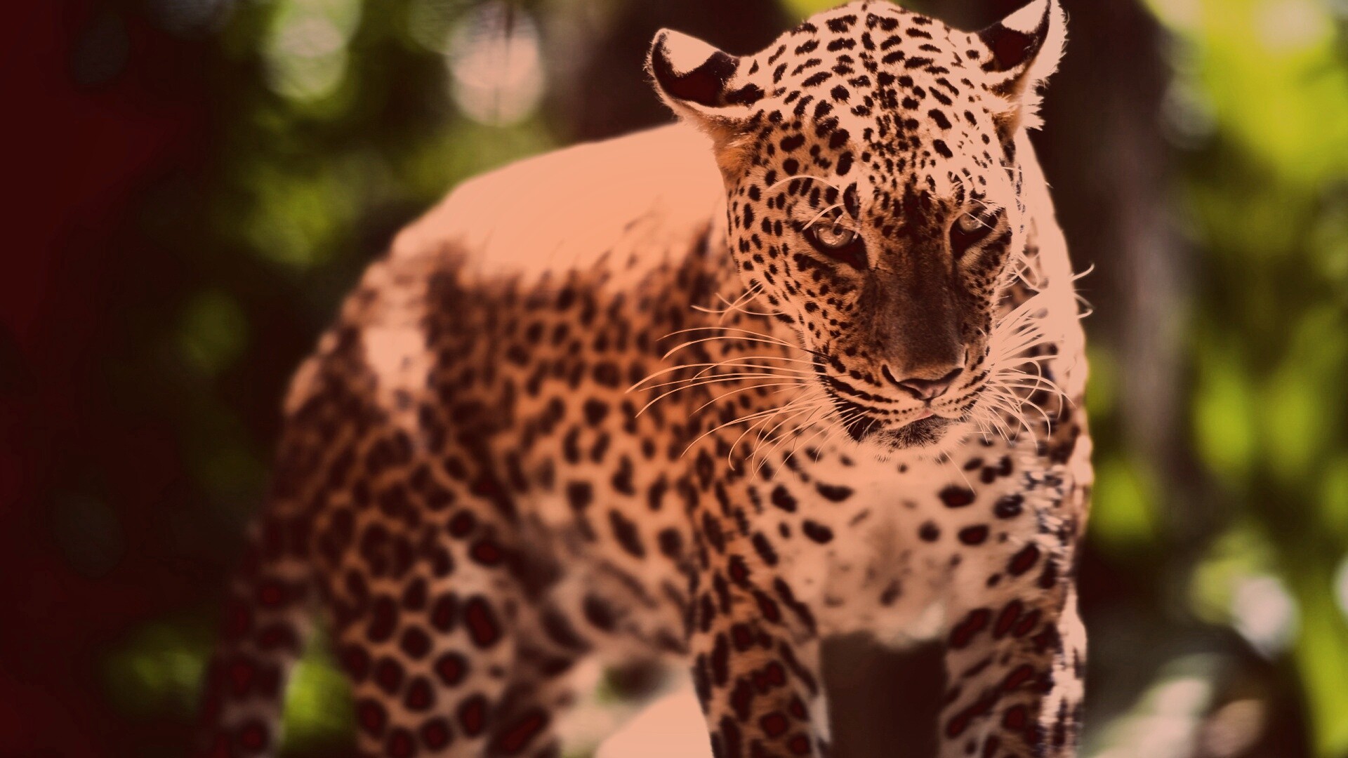 Леопард в сингапурском зоопарке обои