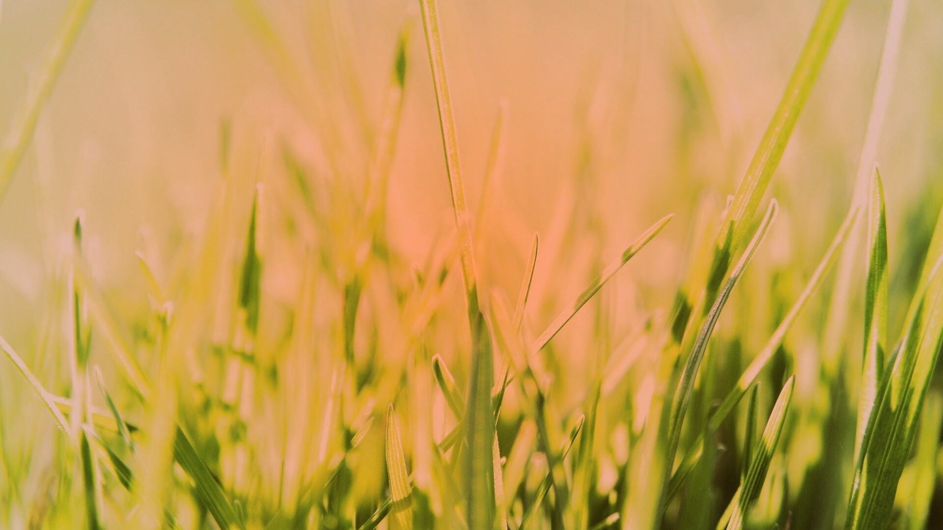 Ярко зеленая трава обои