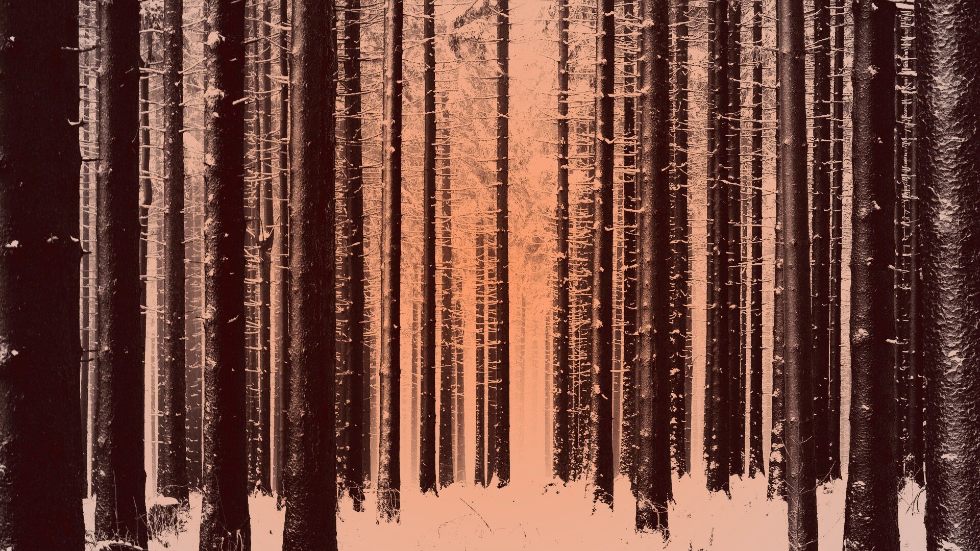 Зимний лес как штрихкод обои