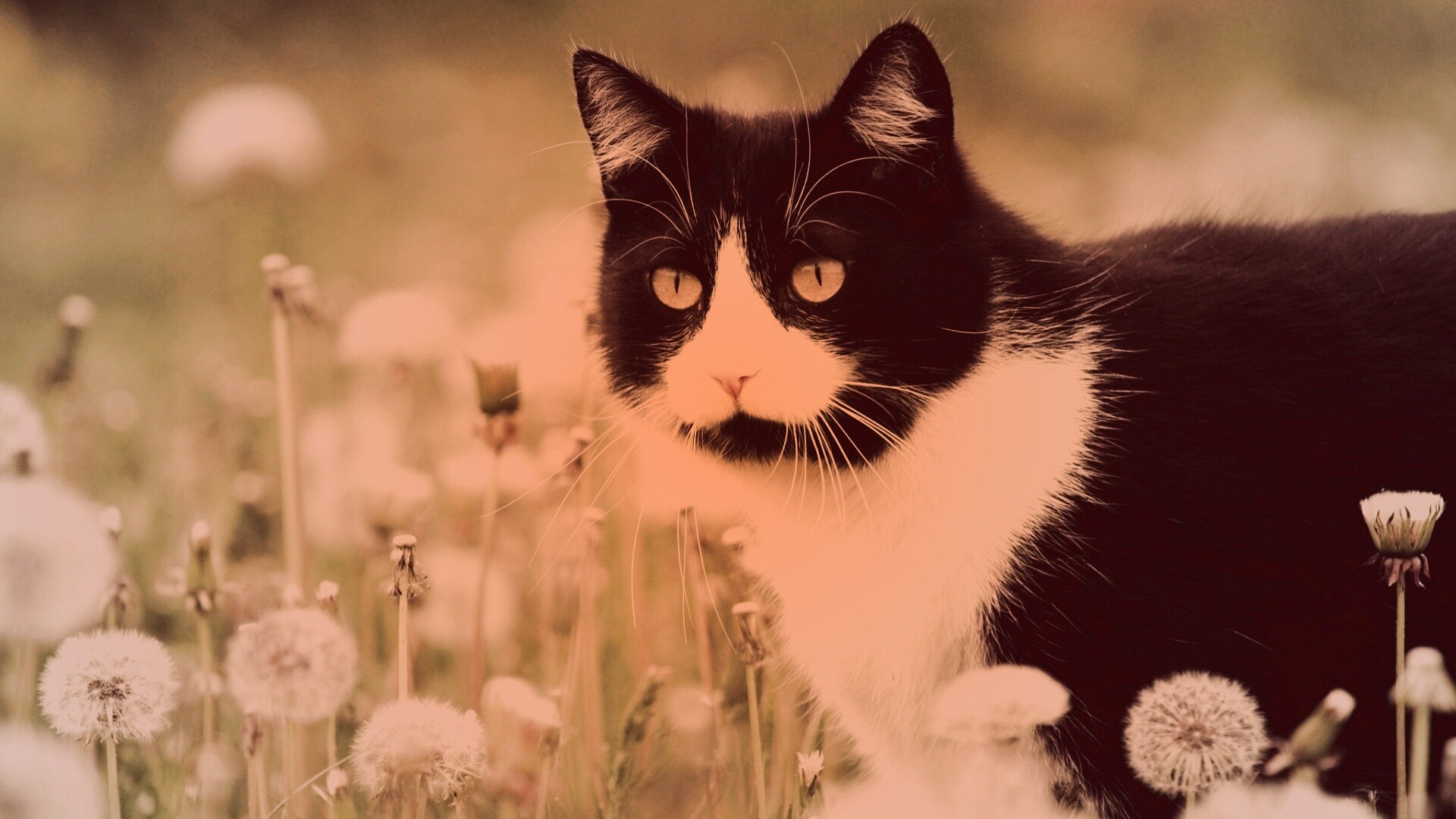 Кот в одуванчиках обои