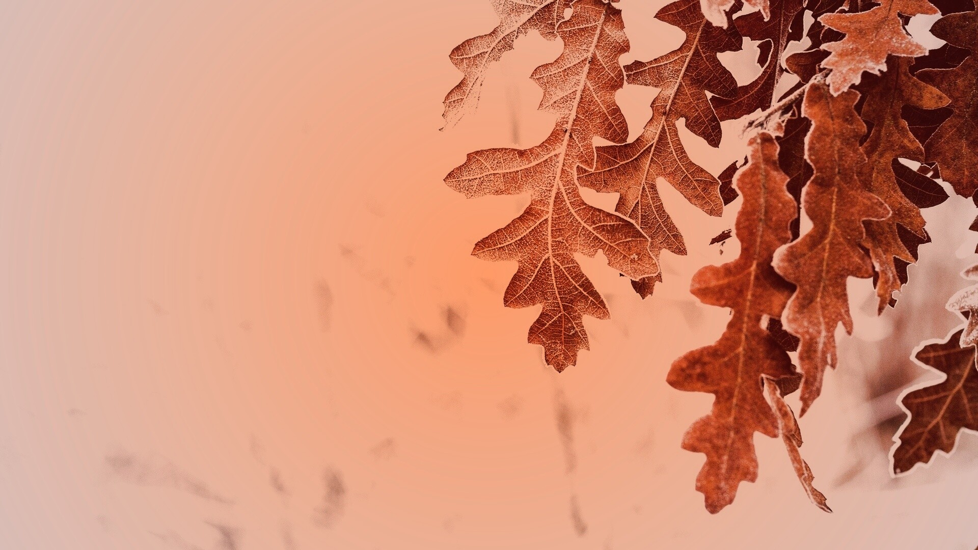 Дубовые листья обои