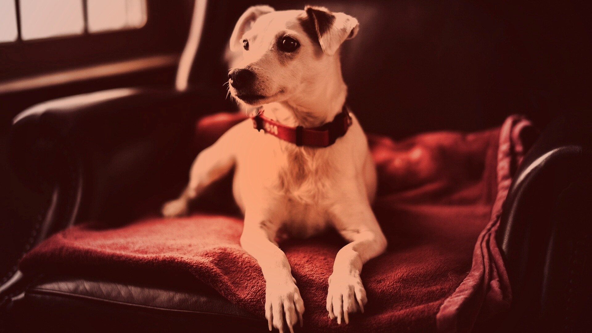 Собака на кресле обои
