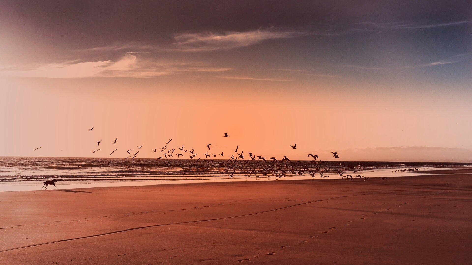 Стая птиц на пляже обои