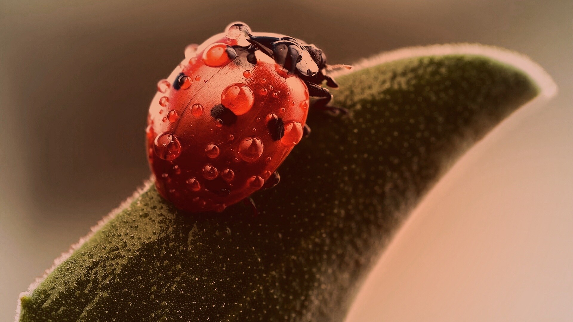 Божья коровка в макро обои