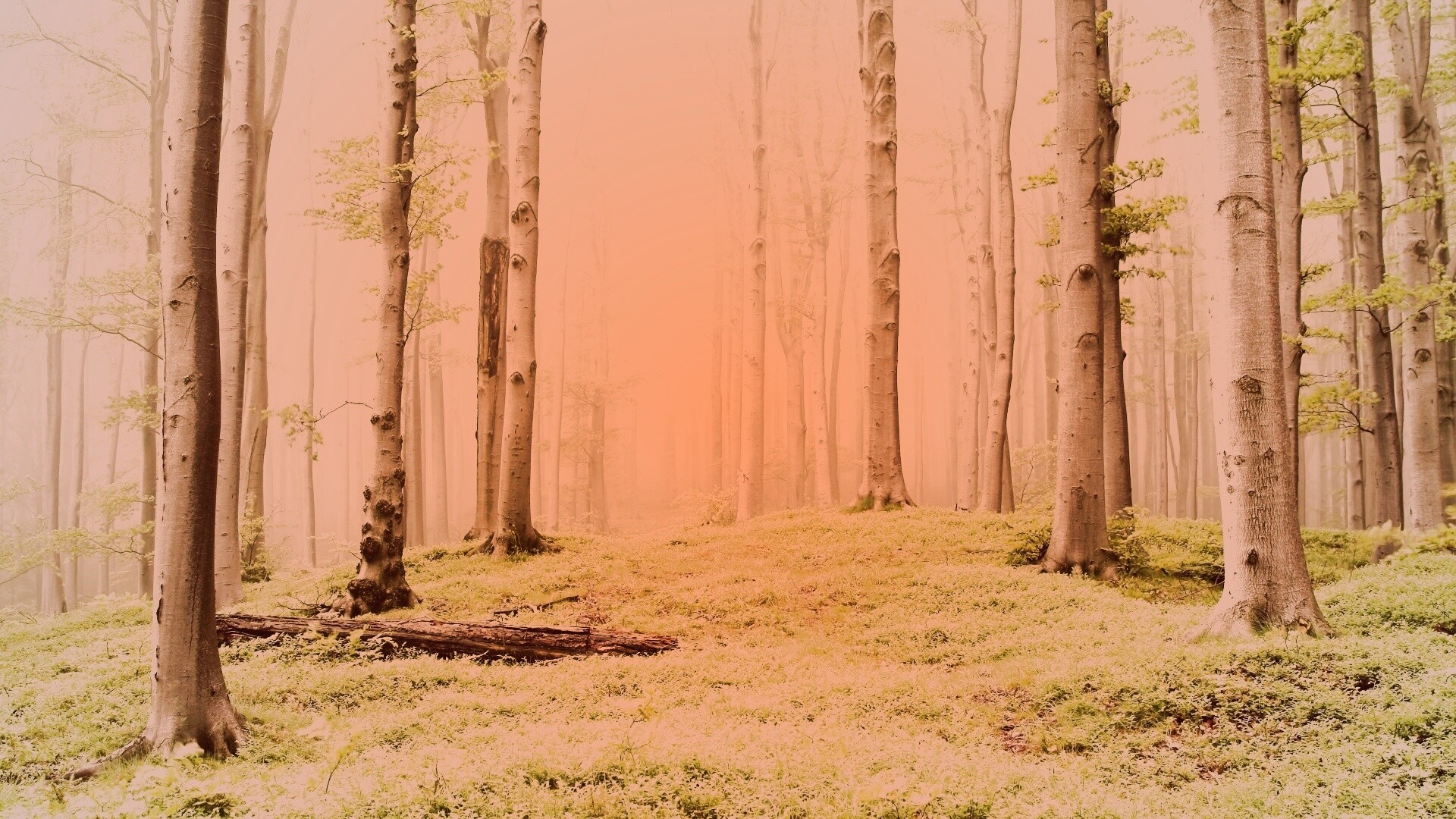 Опушка осинового леса обои