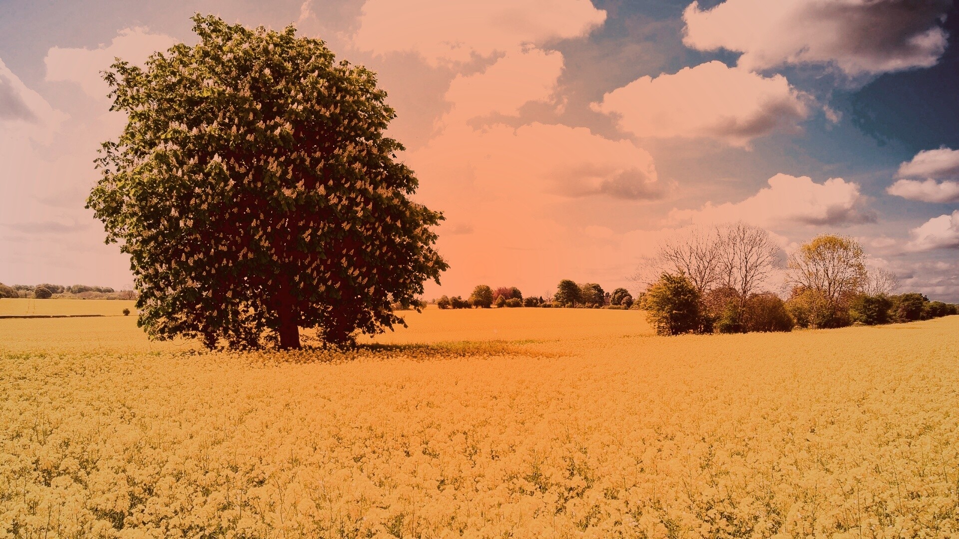 Каштан на цветочном поле обои