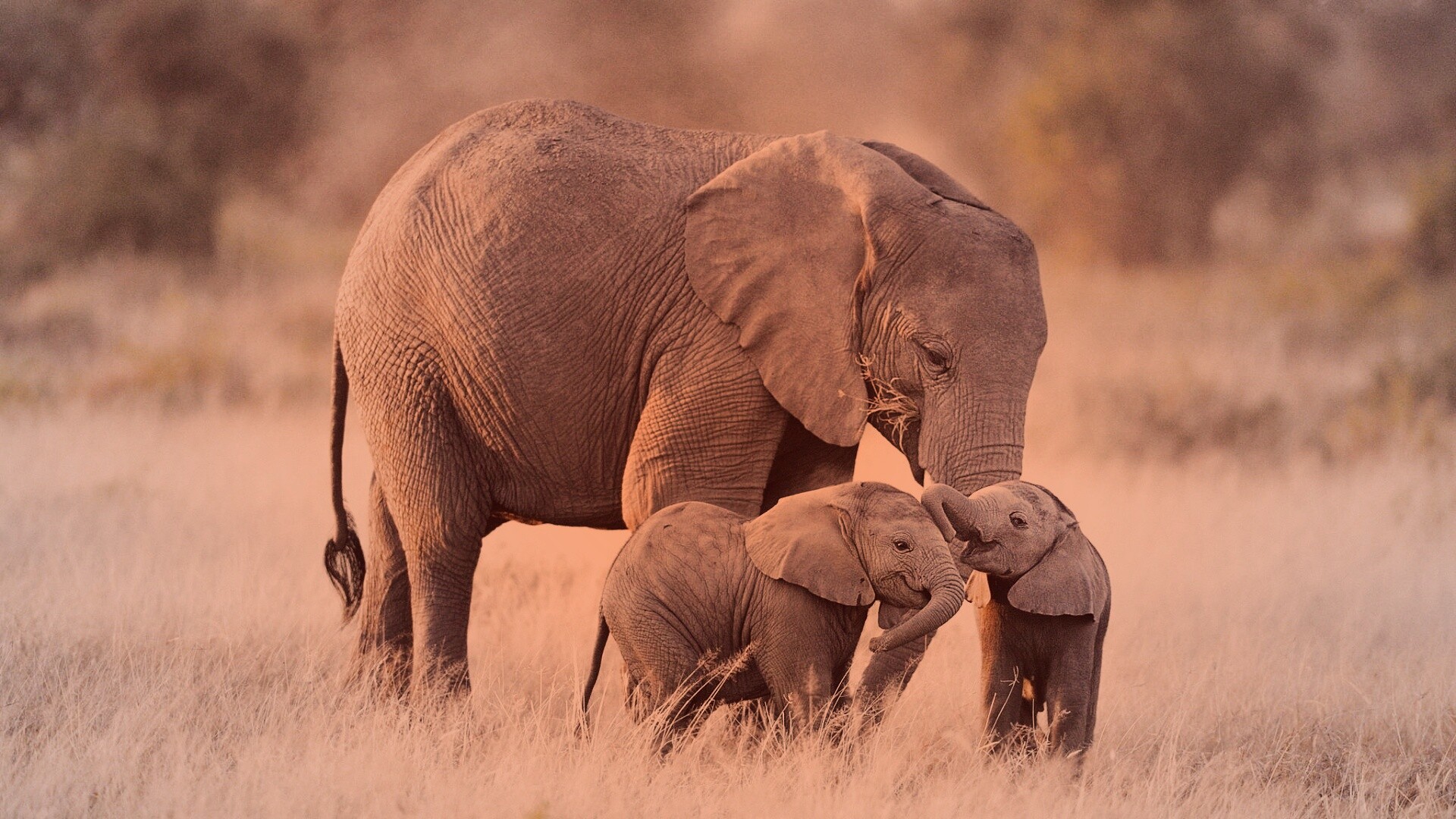 Слоны в национальном парке обои