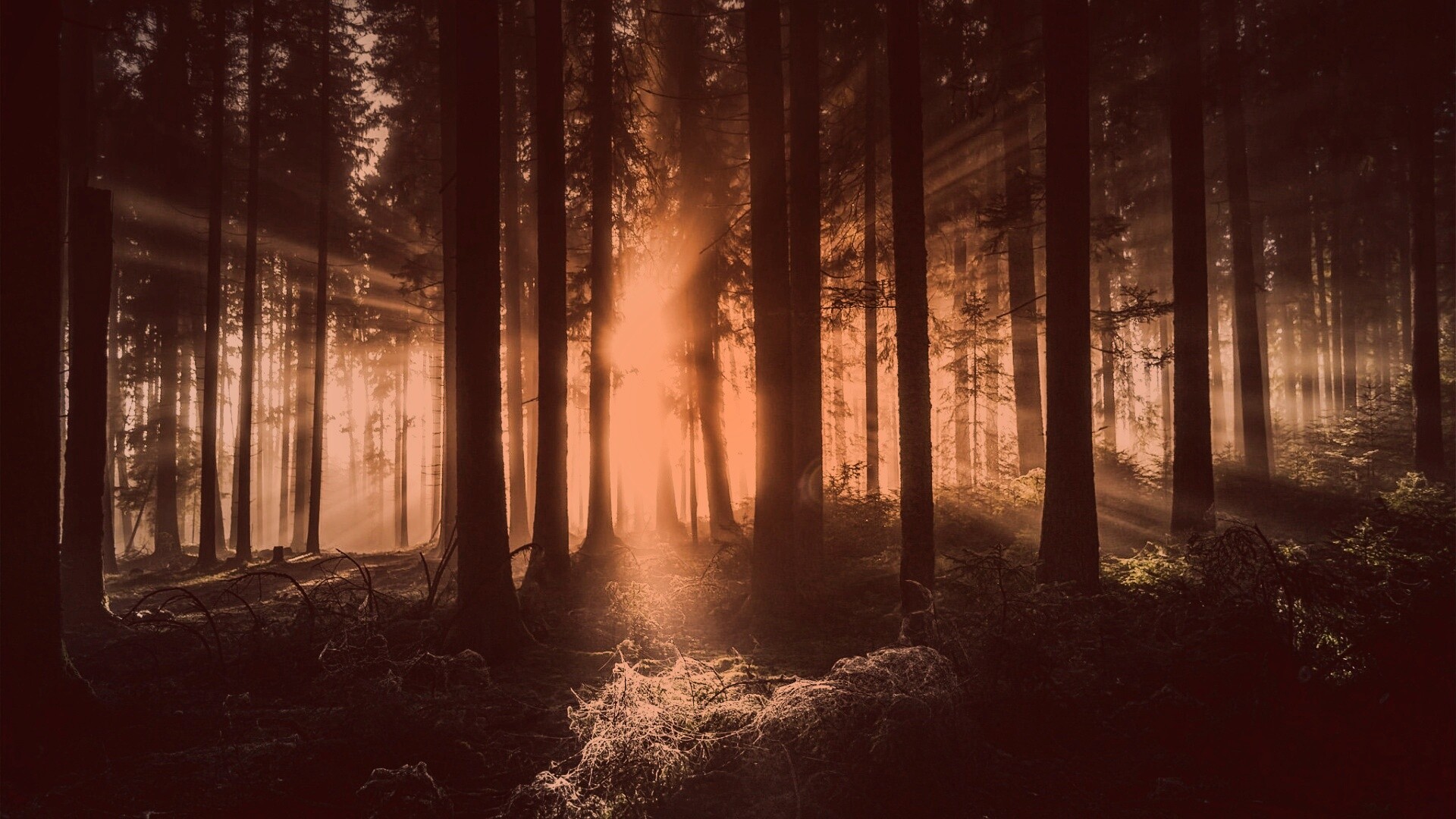 Свет пробивается сквозь стволы деревьев обои