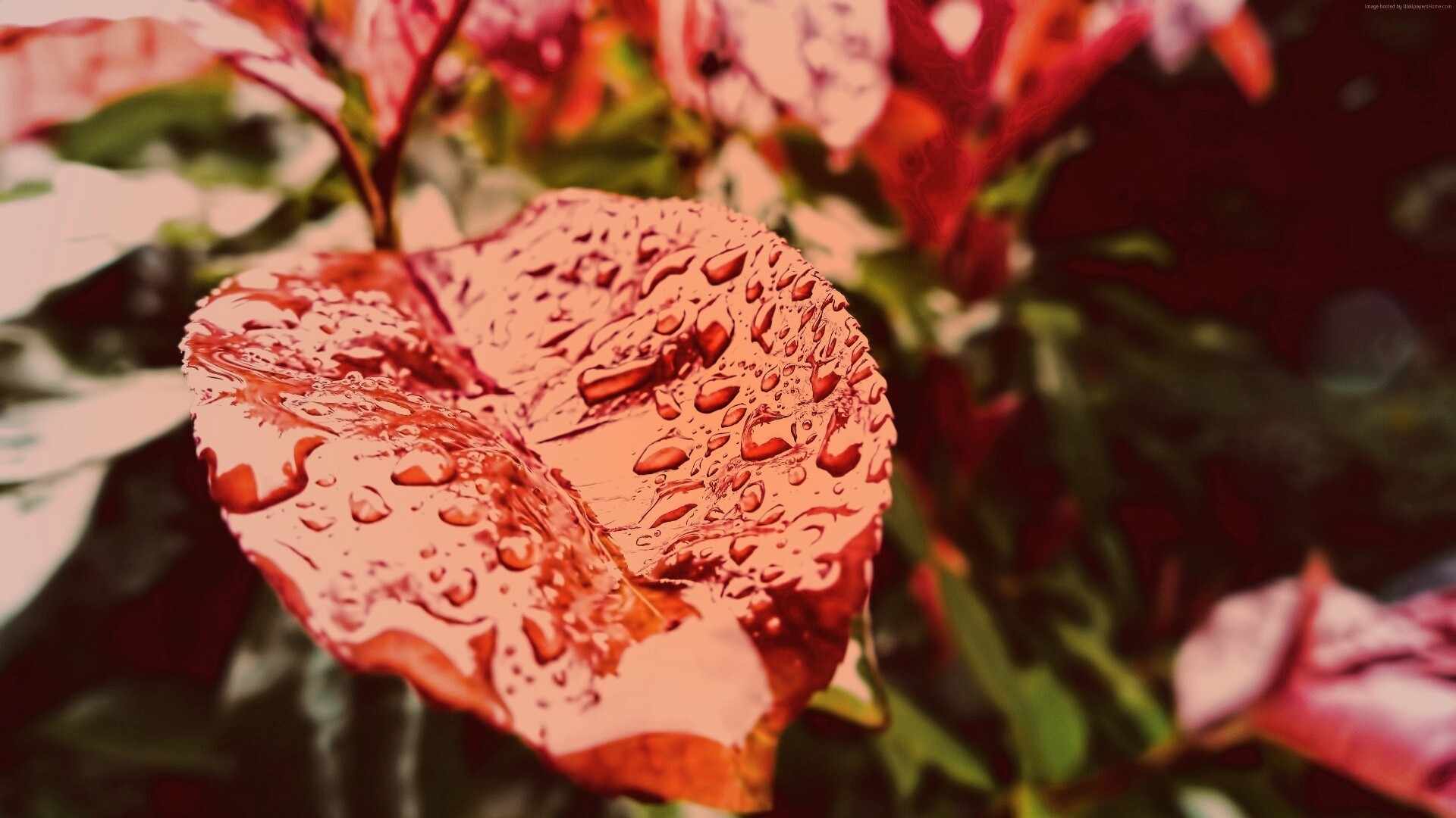 Красный лист в каплях воды обои