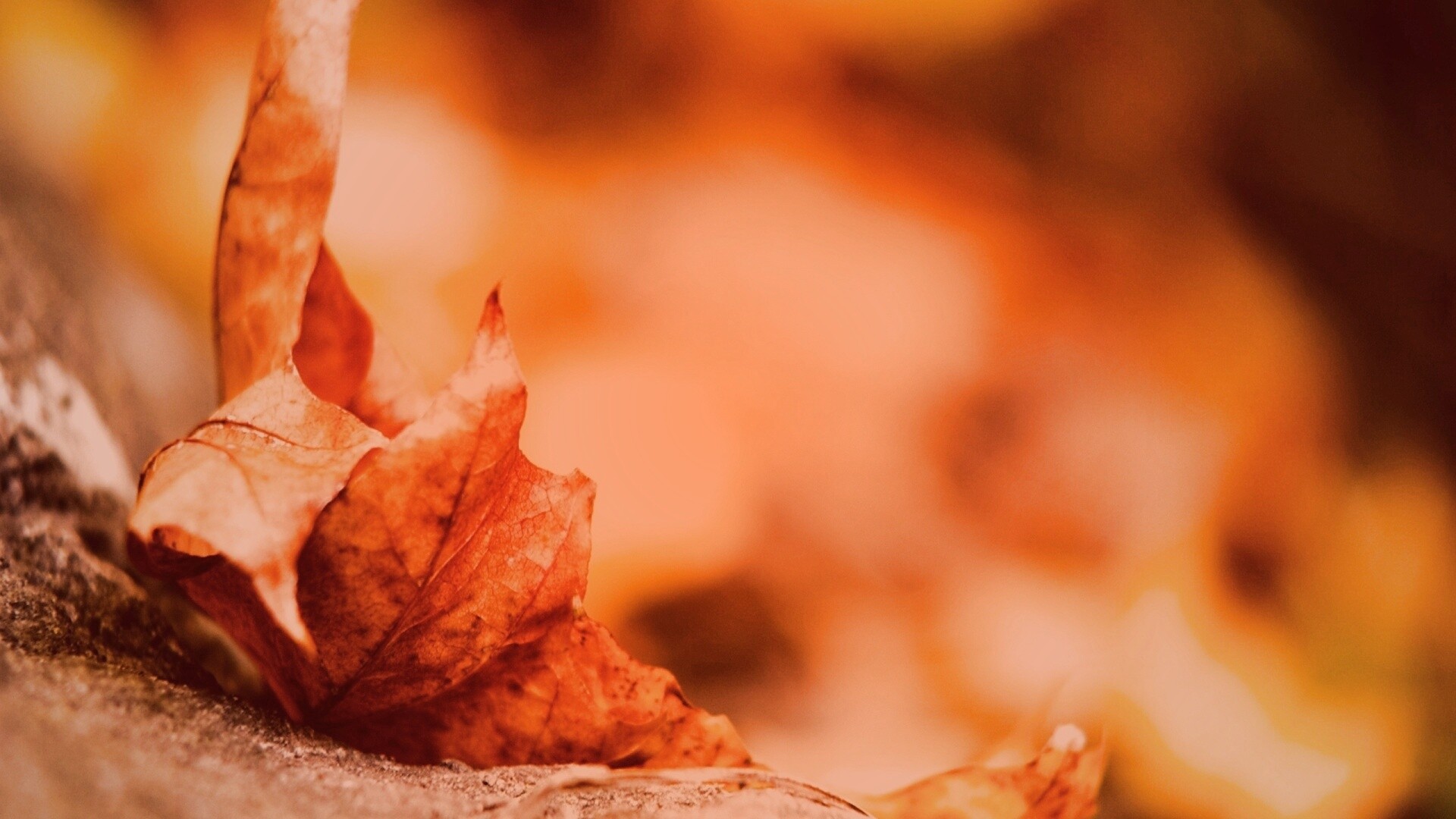 Пламенеющий осенний лист обои