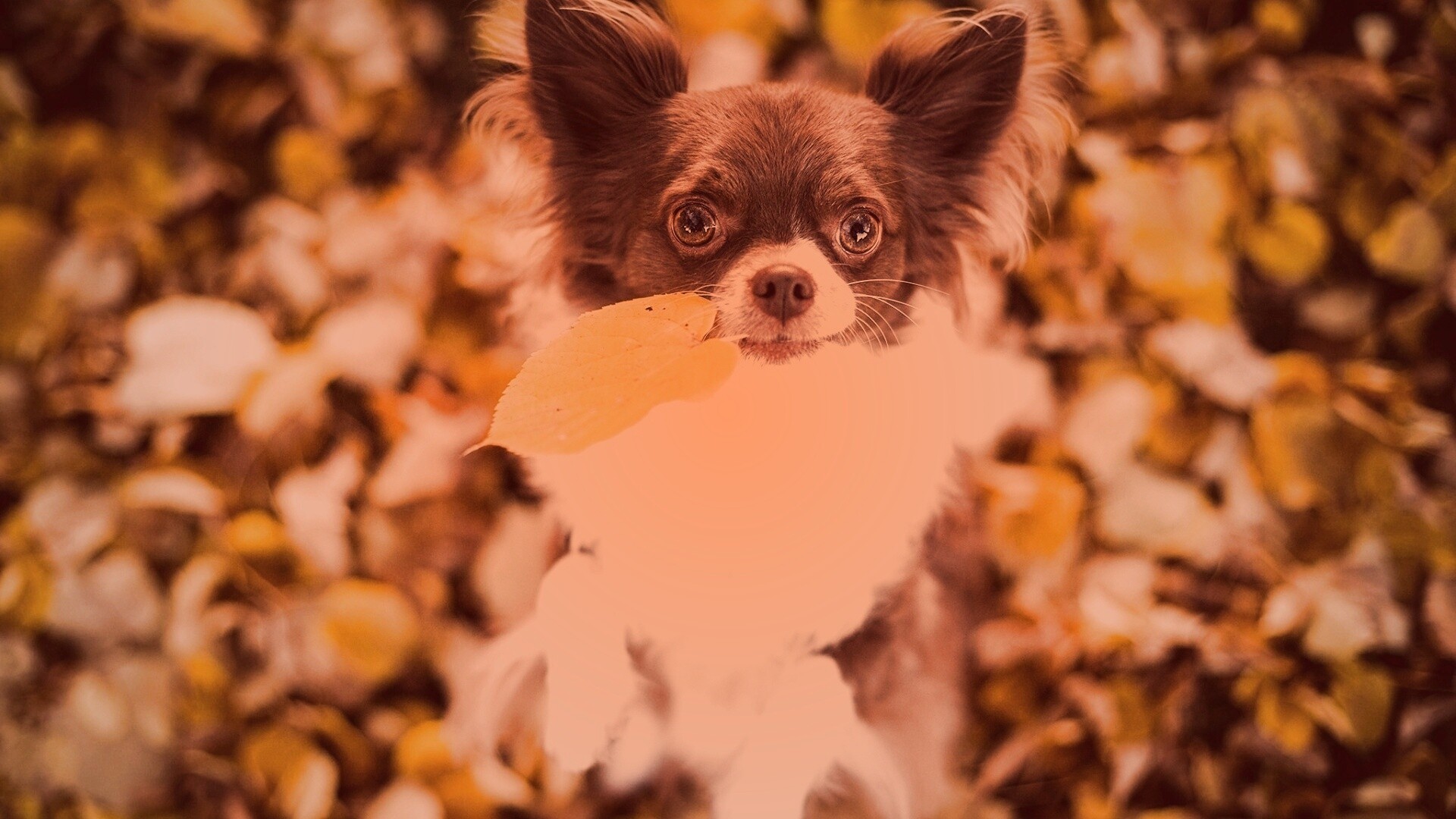 Собачка с листиком в зубах обои