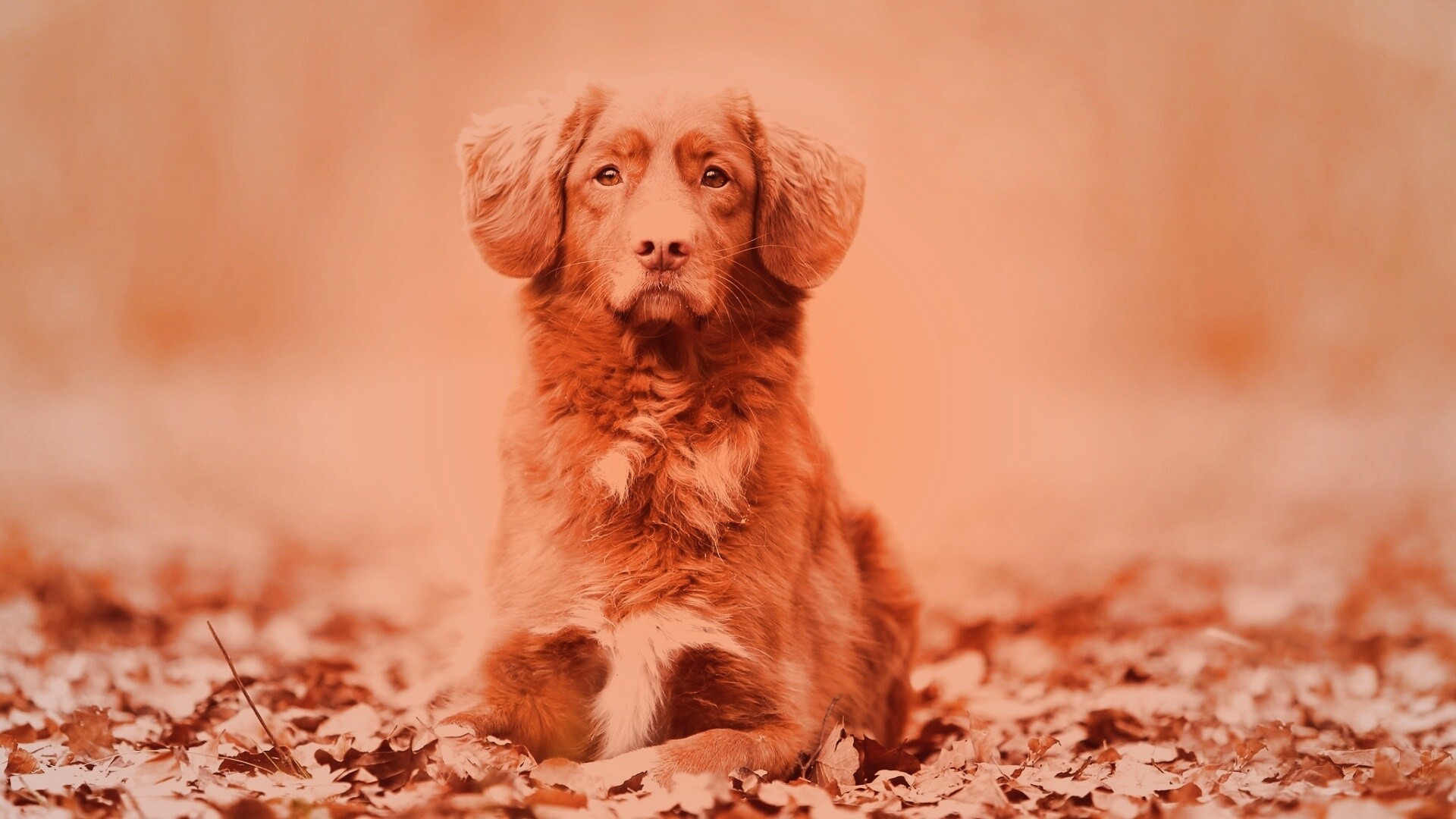 Осенний пес обои