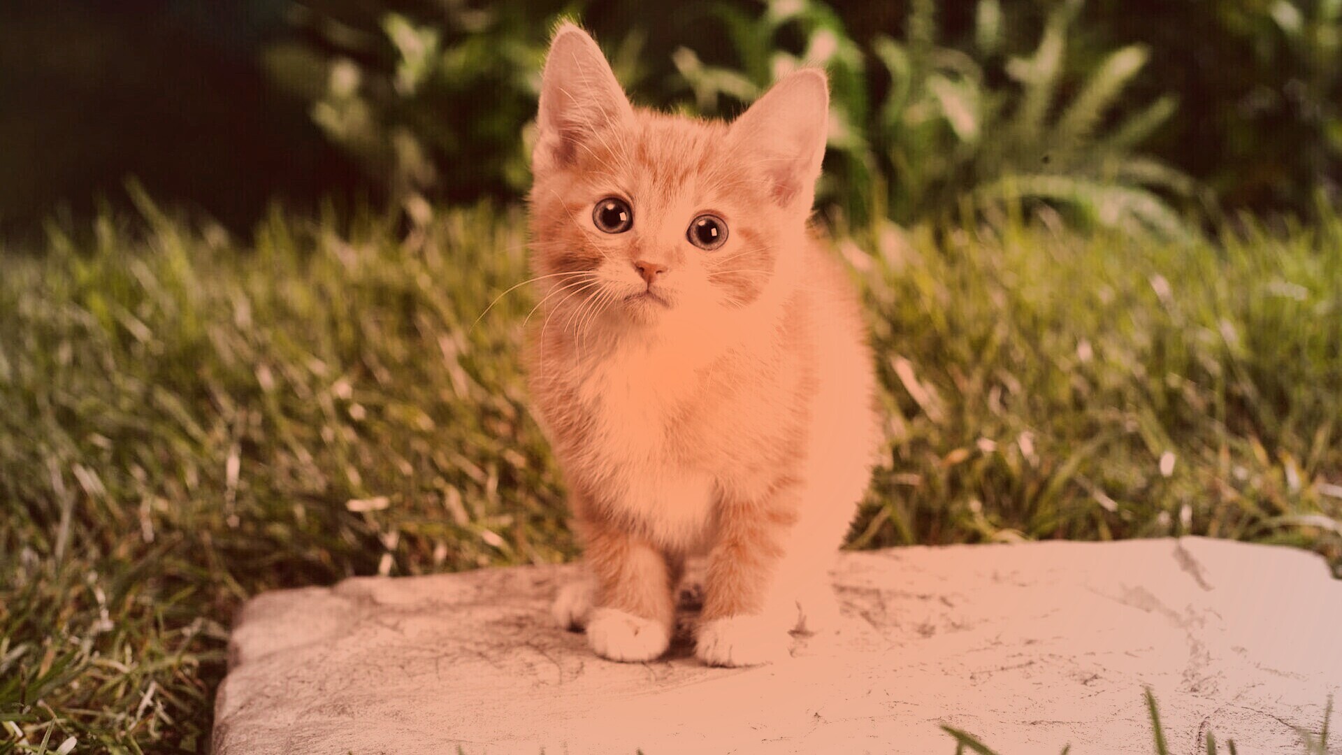 Котенок в саду обои