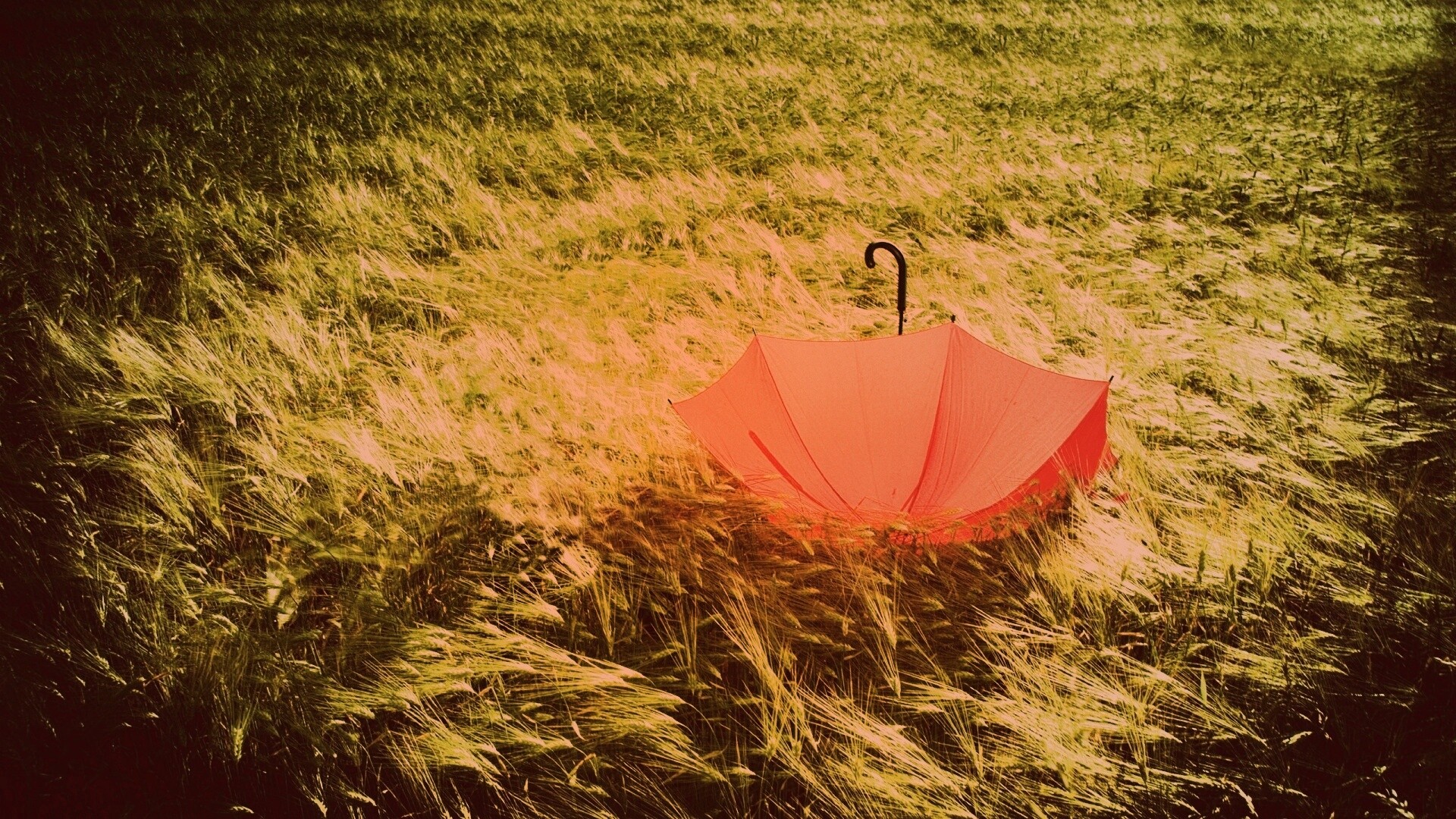 Зонт на траве обои