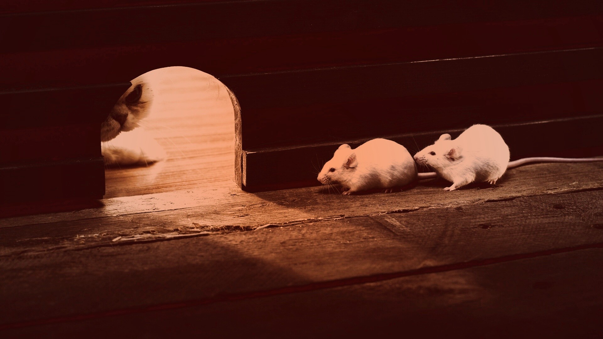 Кошки - мышки обои