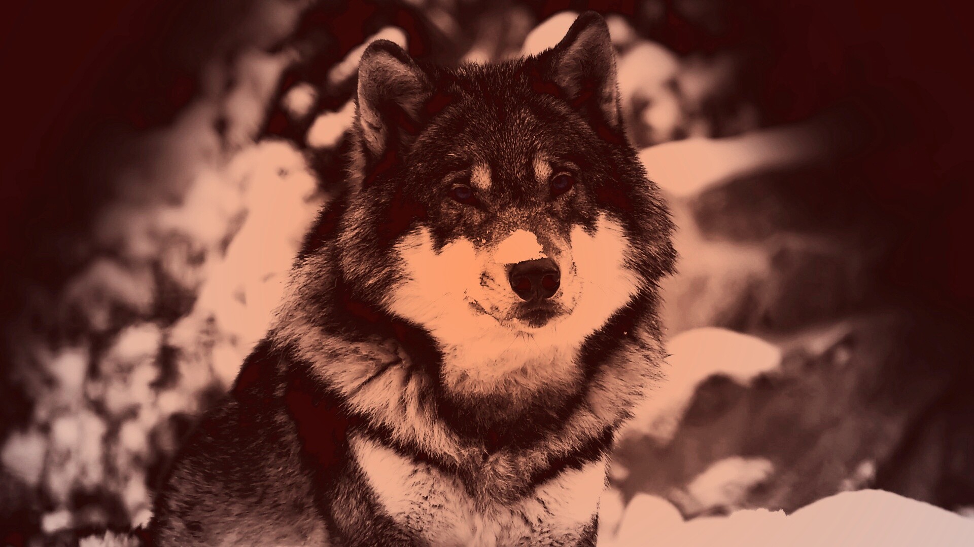 Волк с синими глазами обои