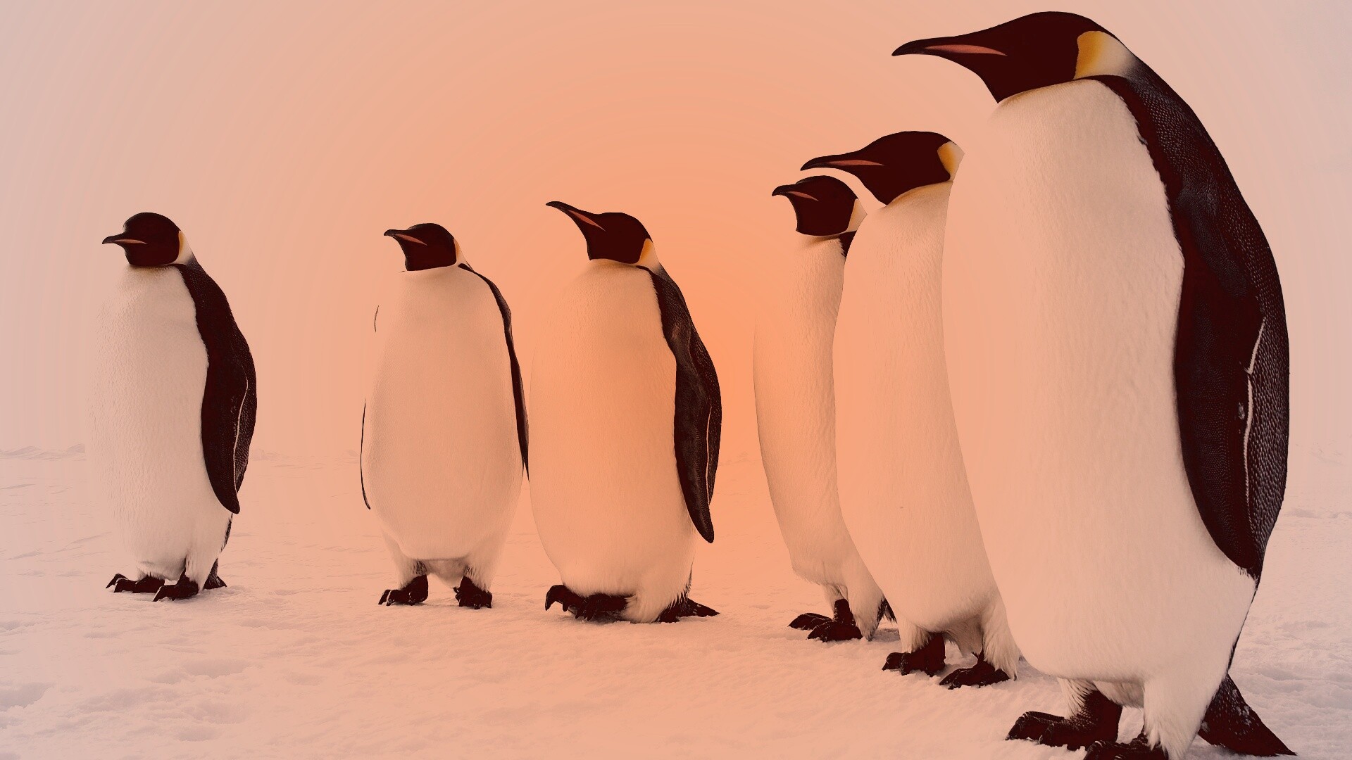 Слет пингвинов обои